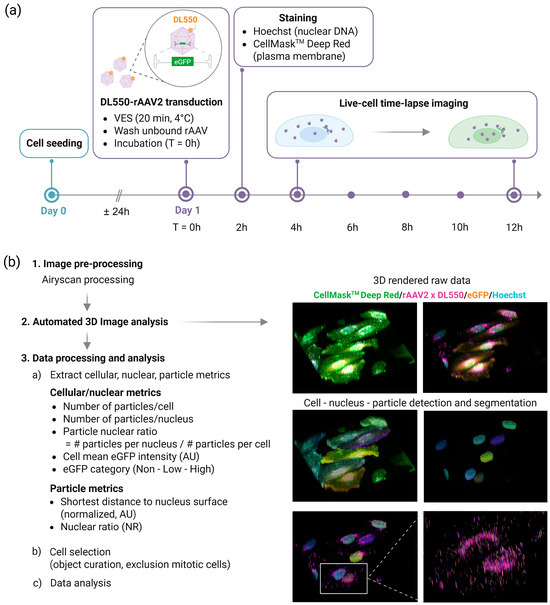 A Longitudinal 3D Live-Cell Imaging Platform to Uncover AAV Vector–Host ...