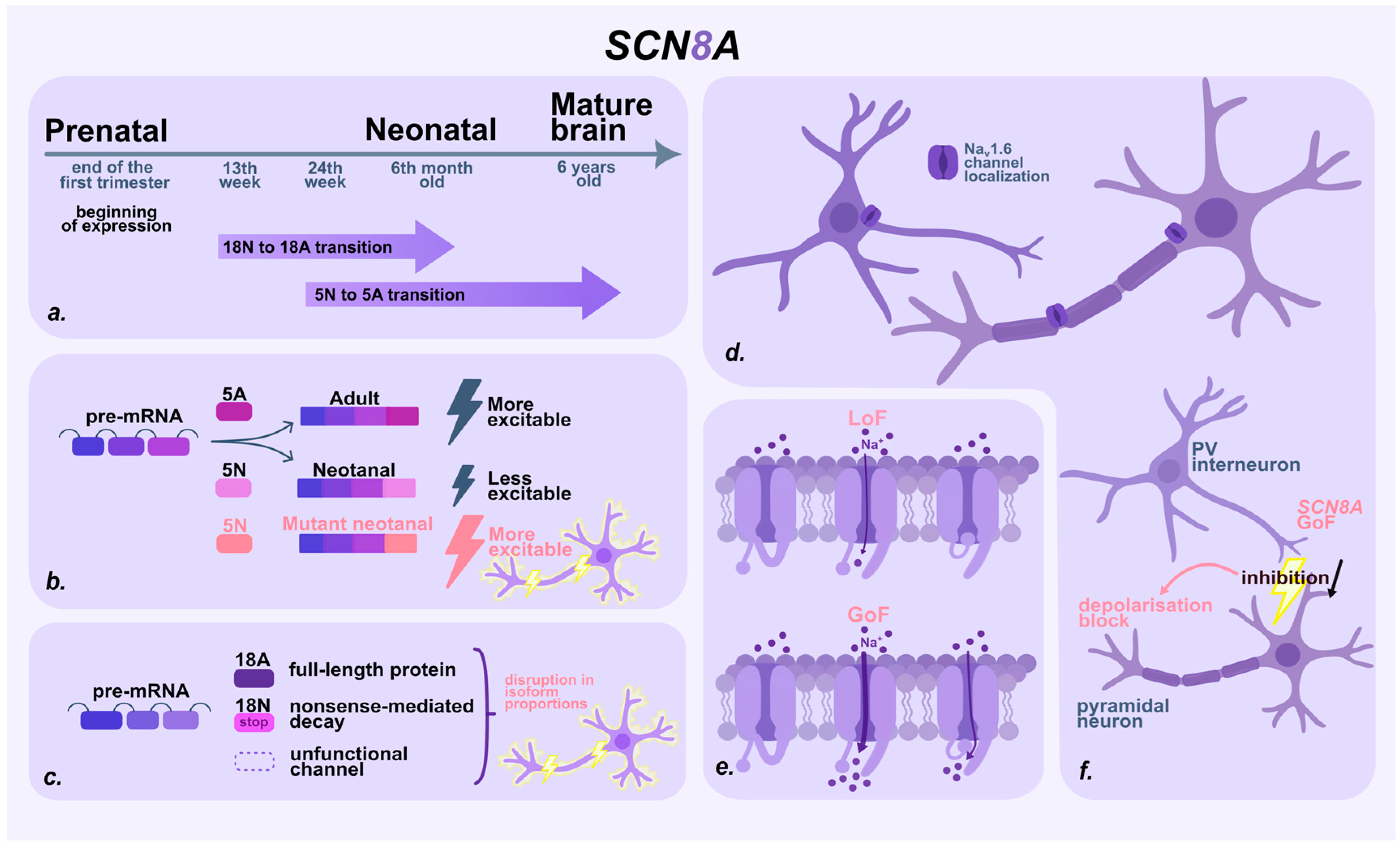 Neurologist's Black Swan: Molecular Basis of Prenatal Seizures