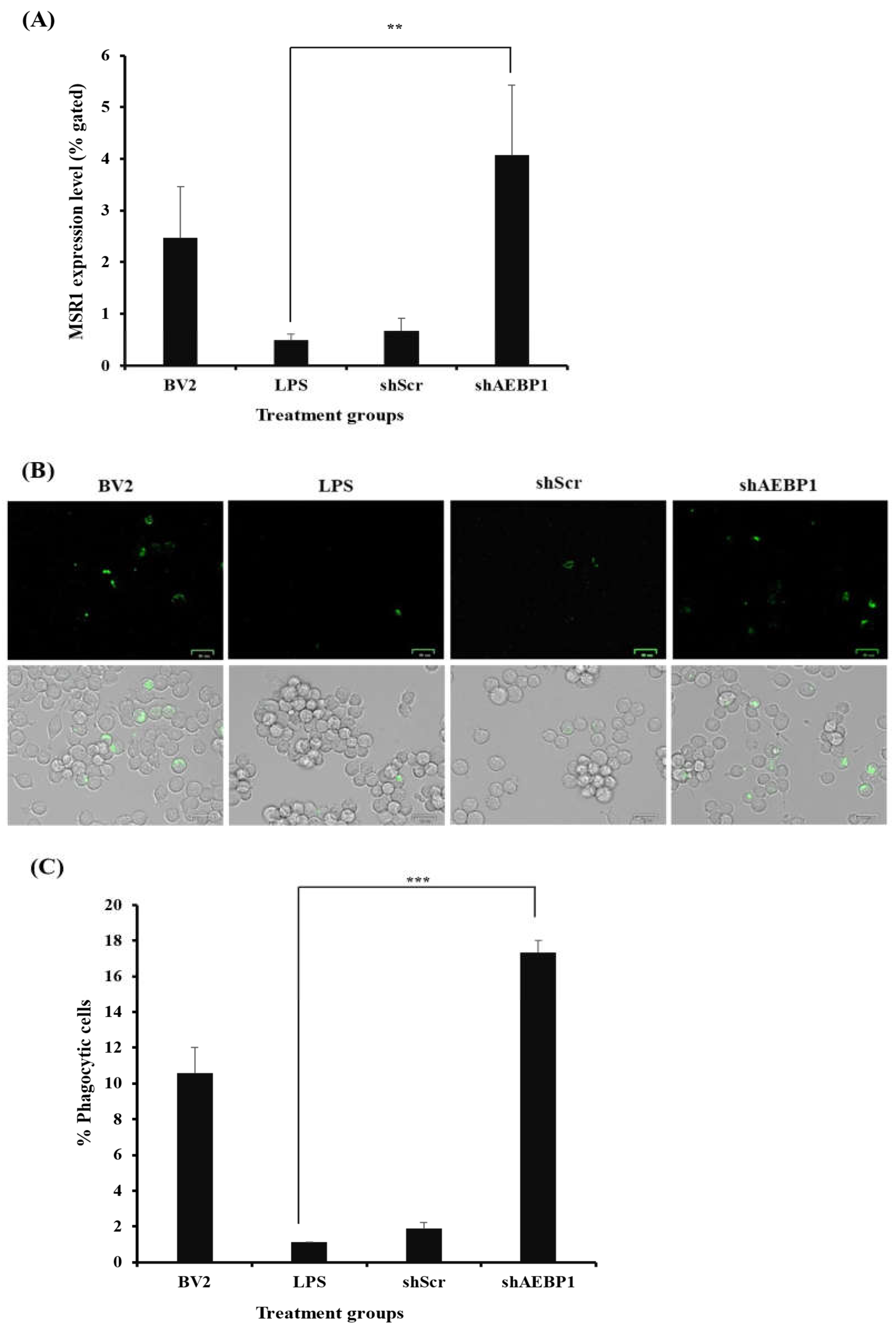 Ijms 27 00296 g006