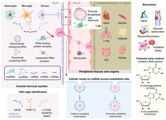 Extracellular RNAs as Messengers and Early Biomarkers in