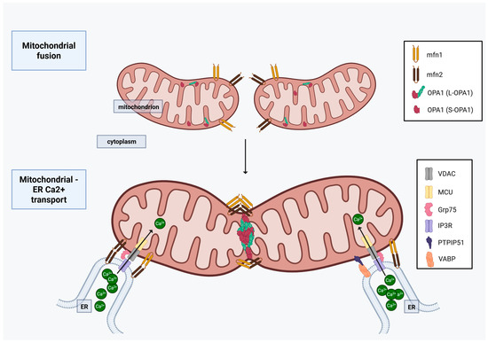 Subcellular Stress Markers in Epithelial Ovarian Cancer