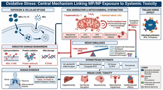 Microplastics, Endocrine Disruptors, and Oxidative Stress: Mechanisms and Health Implications