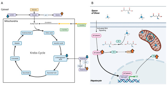 l carnitine therapy in non alcoholic steatohepatitis The Role of l-Carnitine in Mitochondria, Prevention of Metabolic  Inflexibility and Disease Initiation