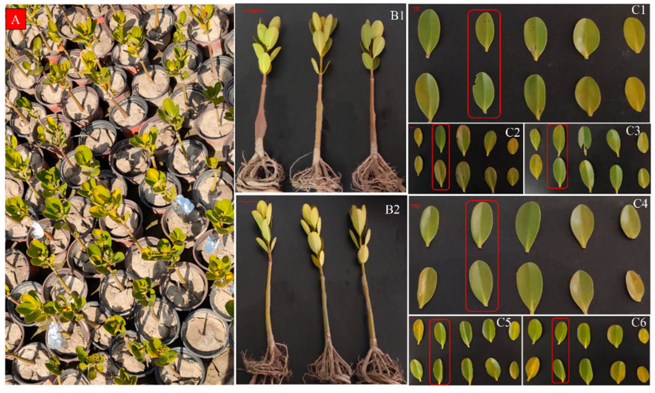 Ijms 27 00429 g013 Ijms 27 00429 g013