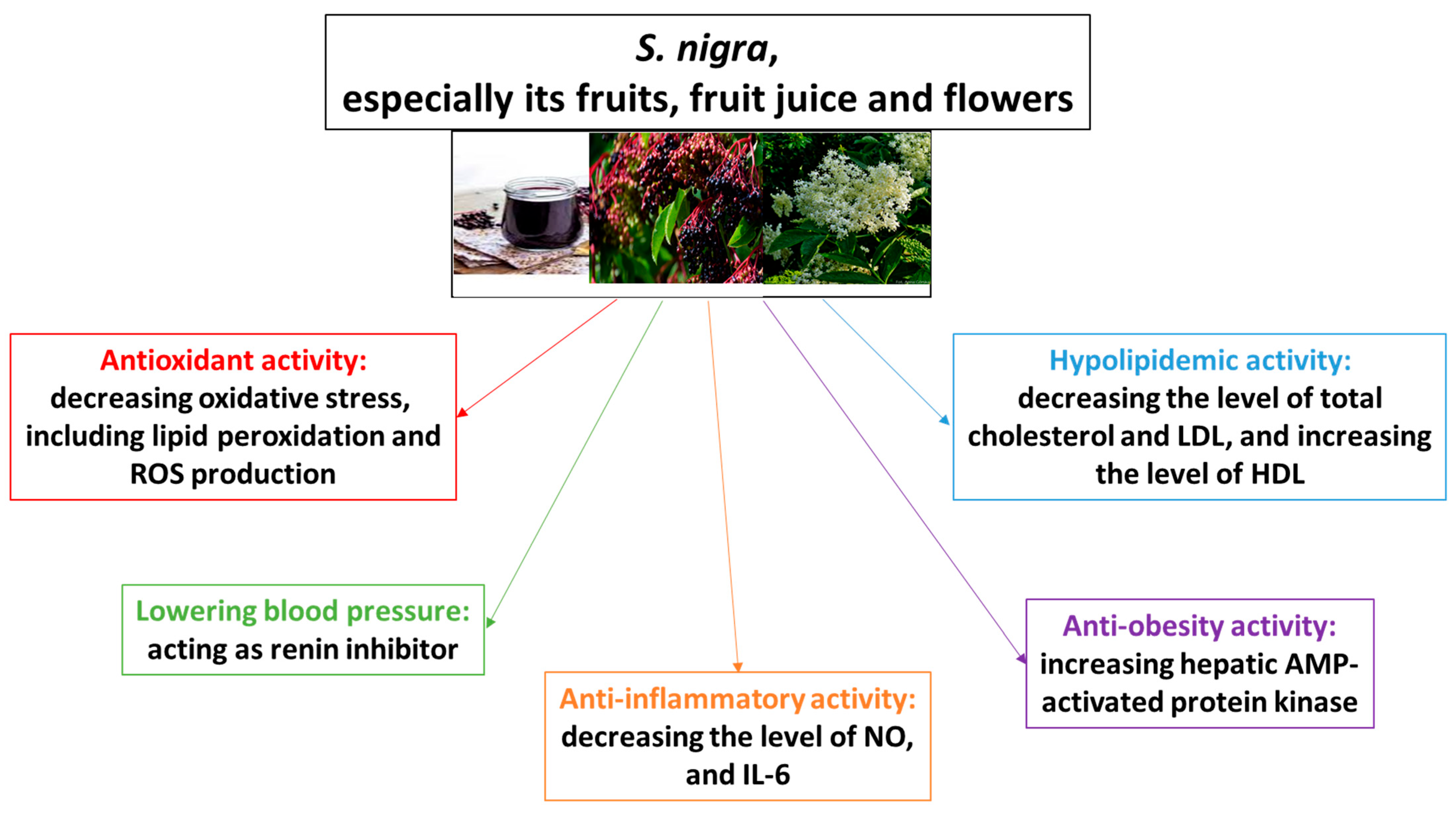 Ijms 27 00460 g001 Ijms 27 00460 g001