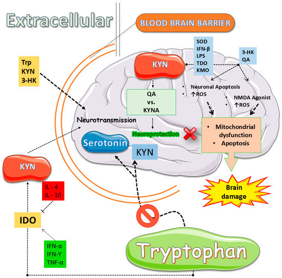 Harnessing Dietary Tryptophan: Bridging the Gap Between