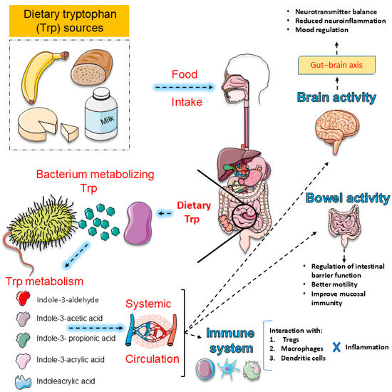 Harnessing Dietary Tryptophan: Bridging the Gap Between