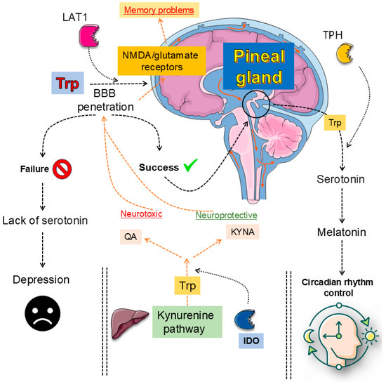 Harnessing Dietary Tryptophan: Bridging the Gap Between