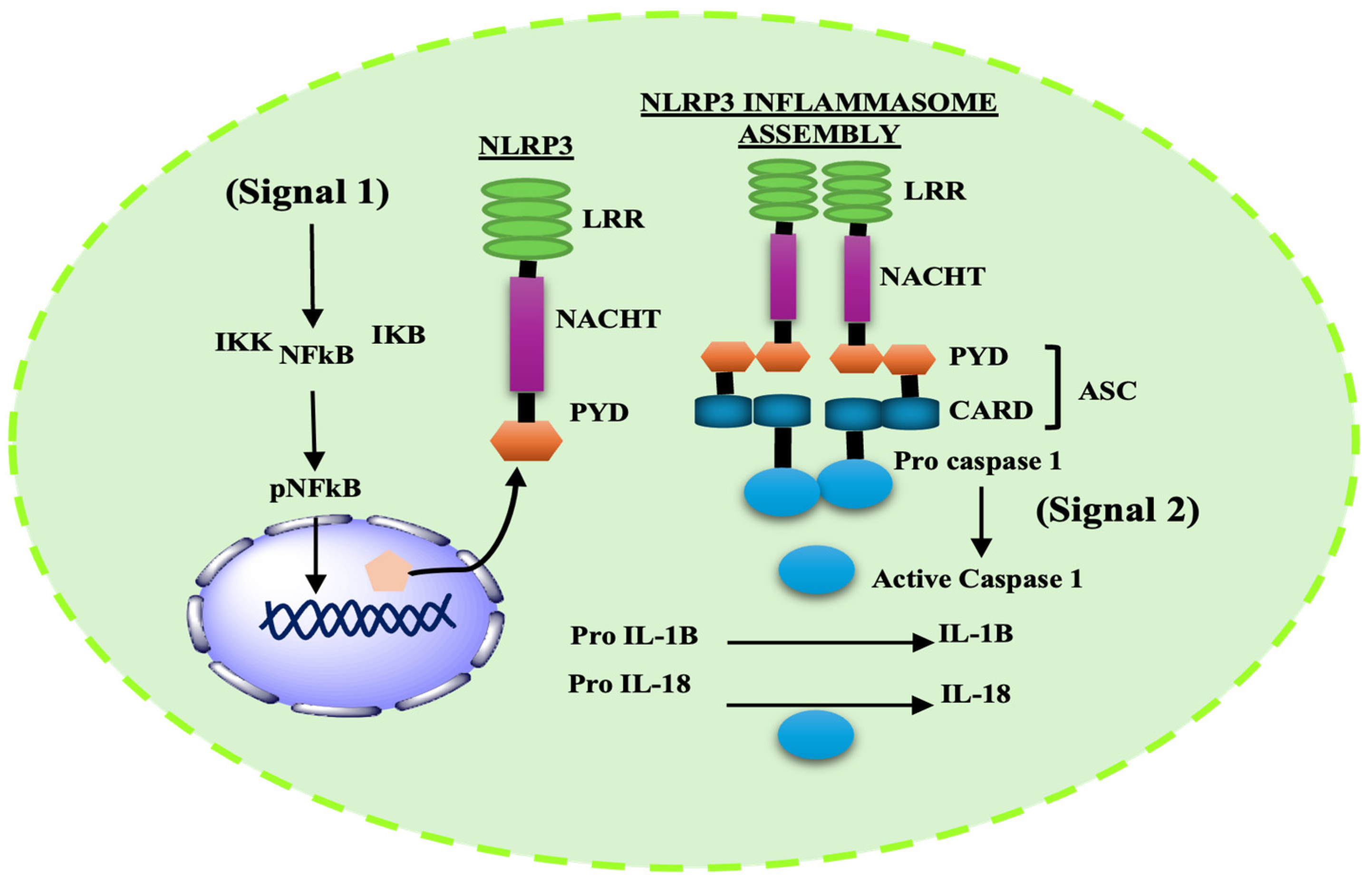 Ijms 27 00486 g001 Ijms 27 00486 g001