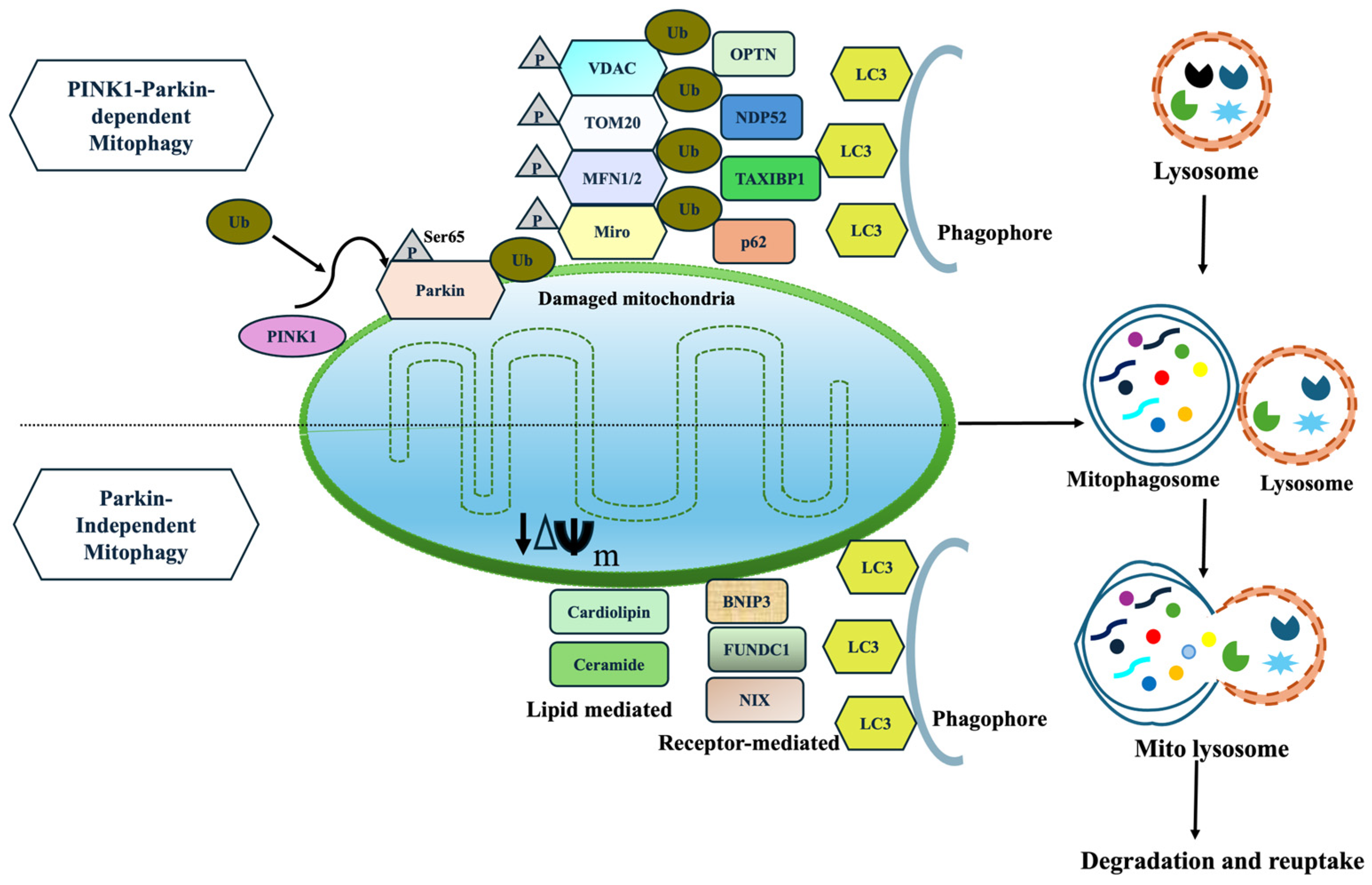 Ijms 27 00486 g002 Ijms 27 00486 g002