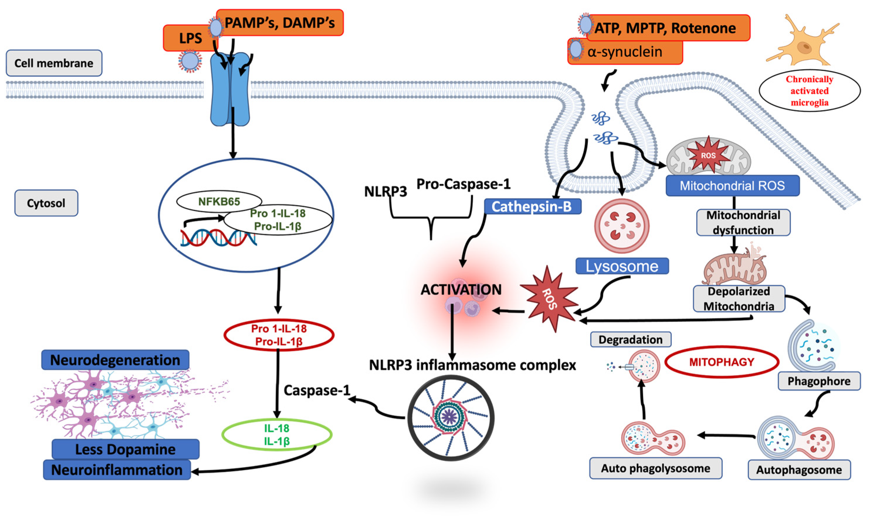 Ijms 27 00486 g003 Ijms 27 00486 g003