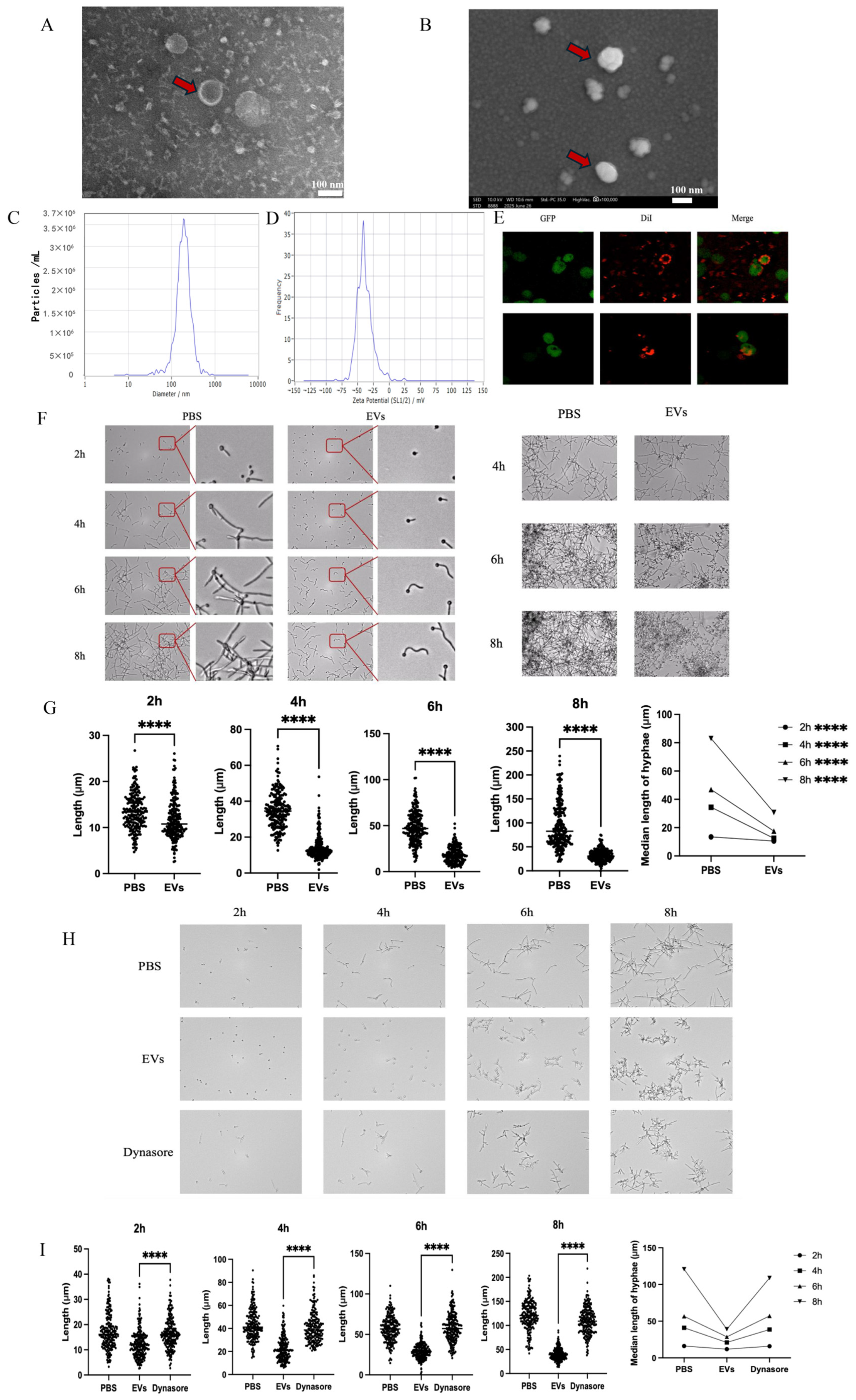 Ijms 27 00495 g001 Ijms 27 00495 g001