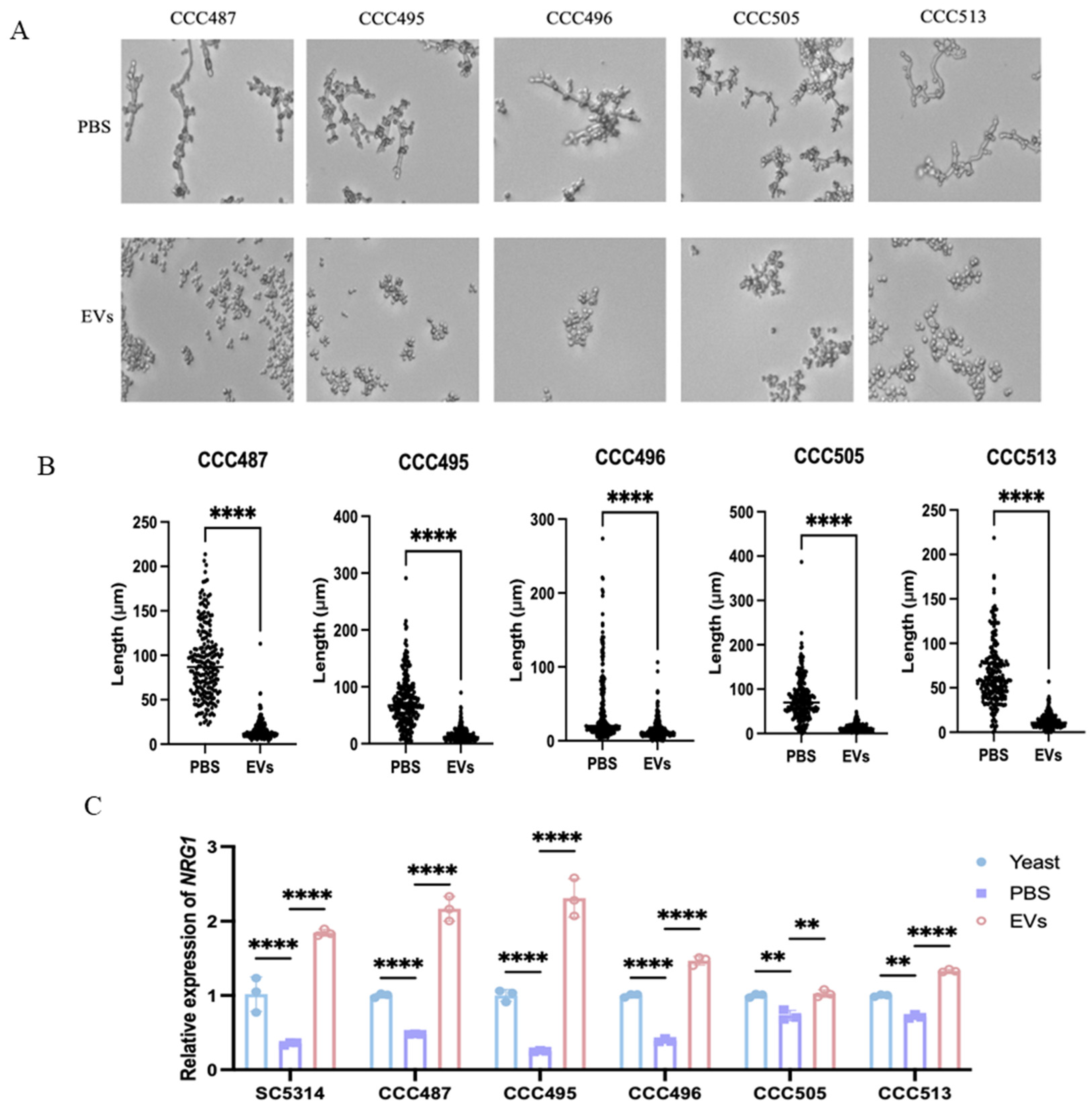 Ijms 27 00495 g004 Ijms 27 00495 g004
