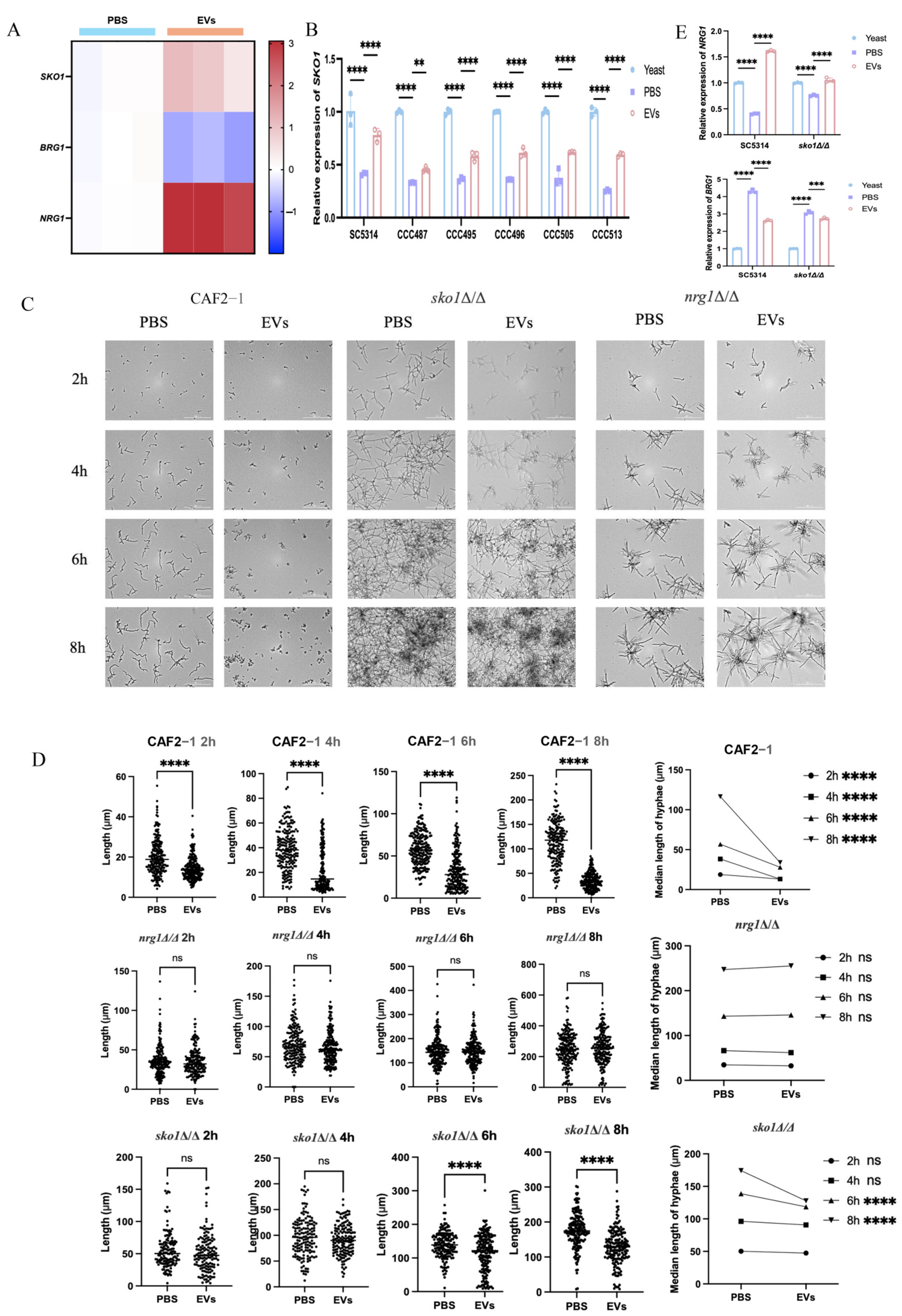 Ijms 27 00495 g005 Ijms 27 00495 g005
