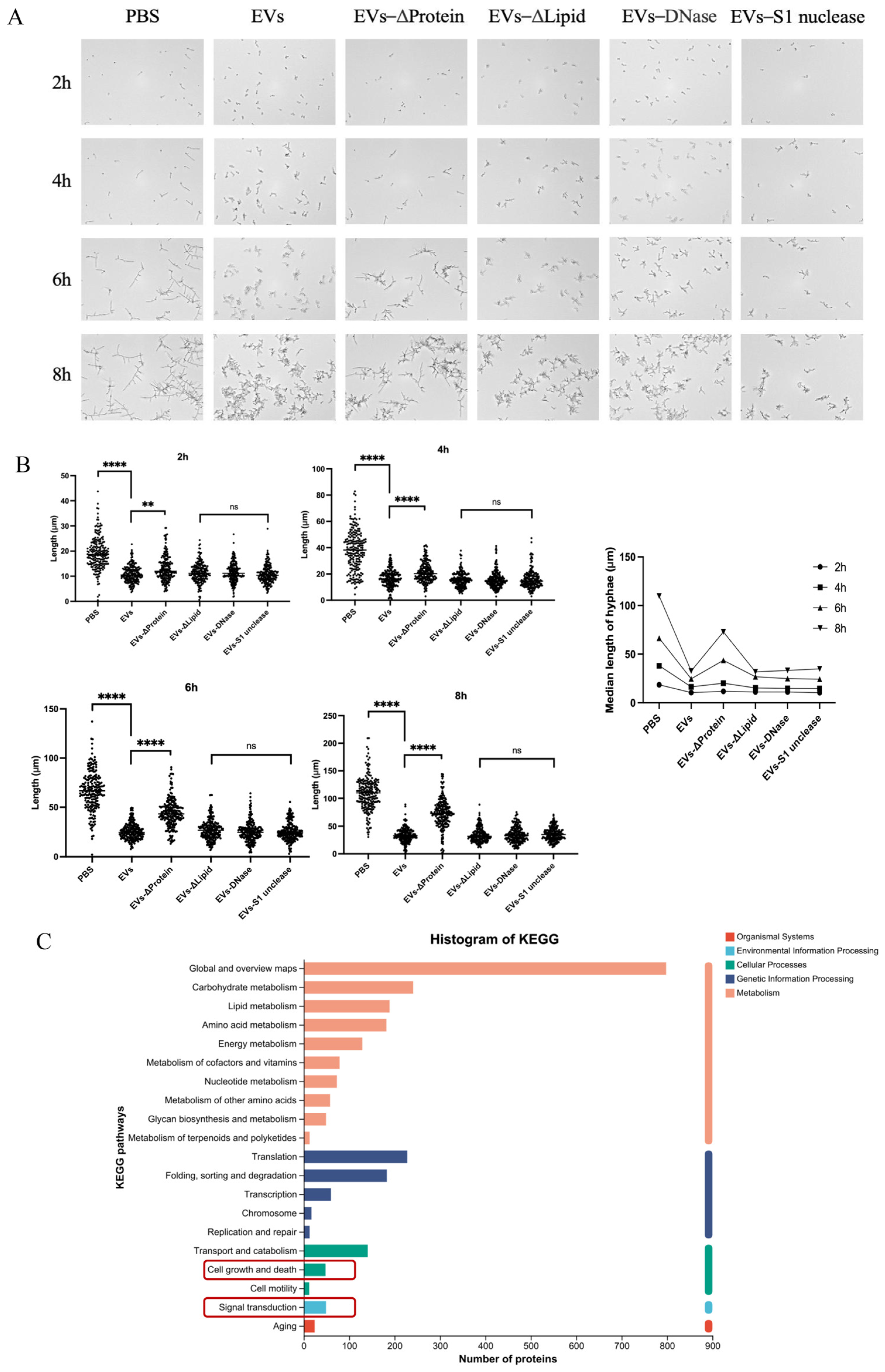 Ijms 27 00495 g006 Ijms 27 00495 g006
