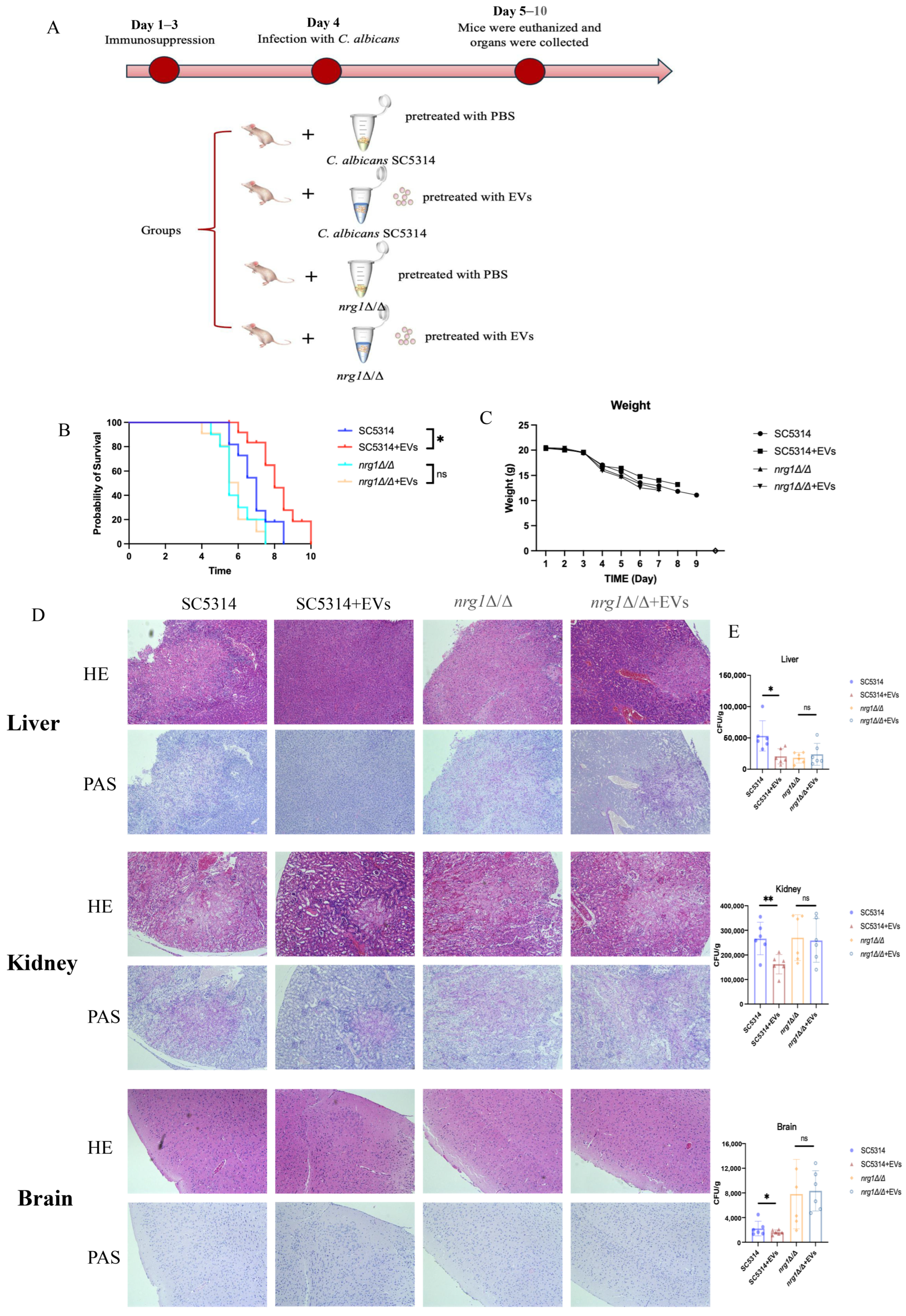 Ijms 27 00495 g007 Ijms 27 00495 g007