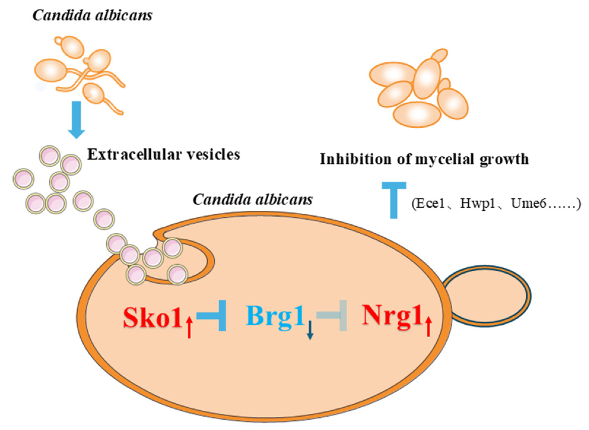 Ijms 27 00495 g008 Ijms 27 00495 g008