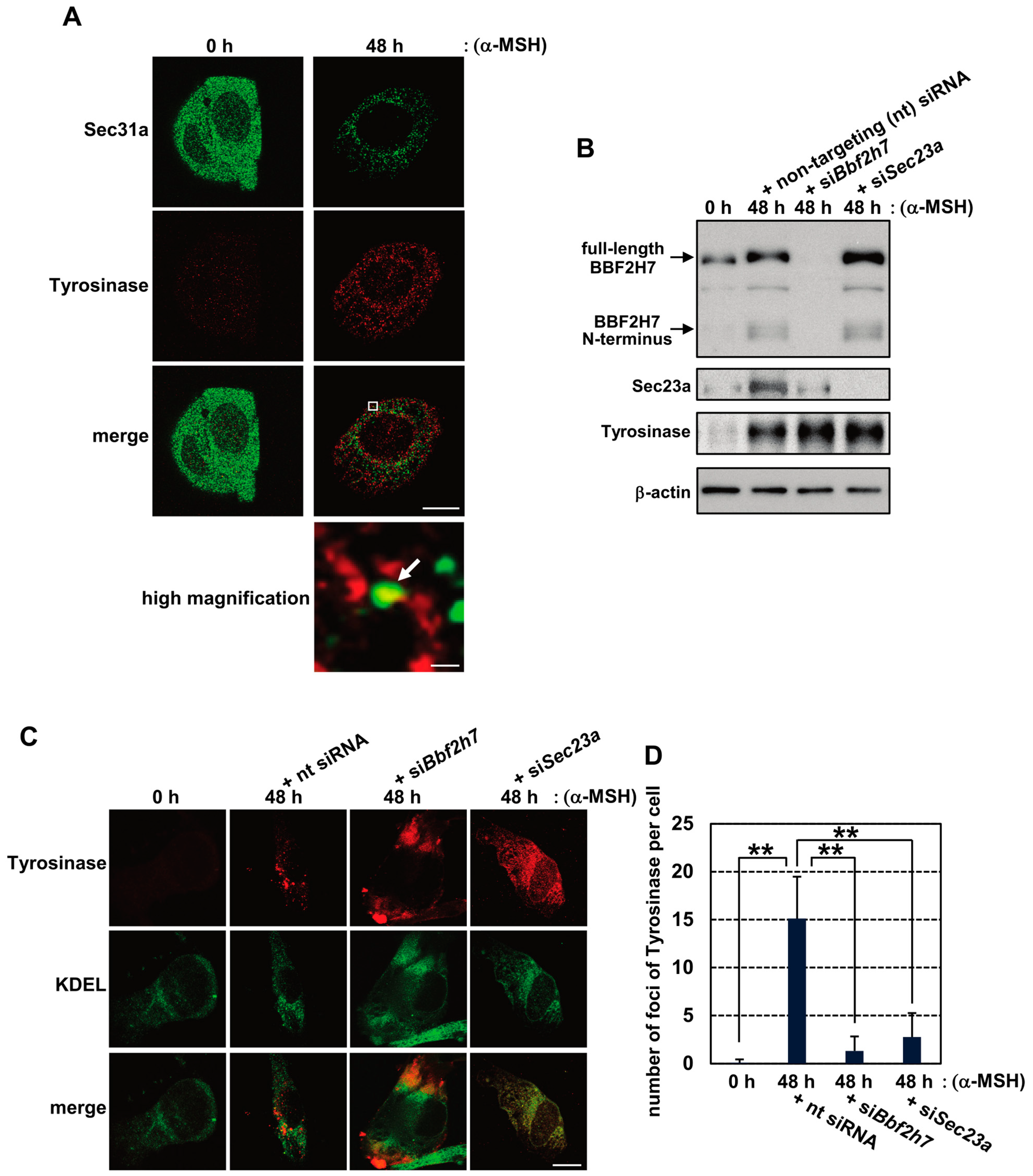 Ijms 27 00501 g002 Ijms 27 00501 g002