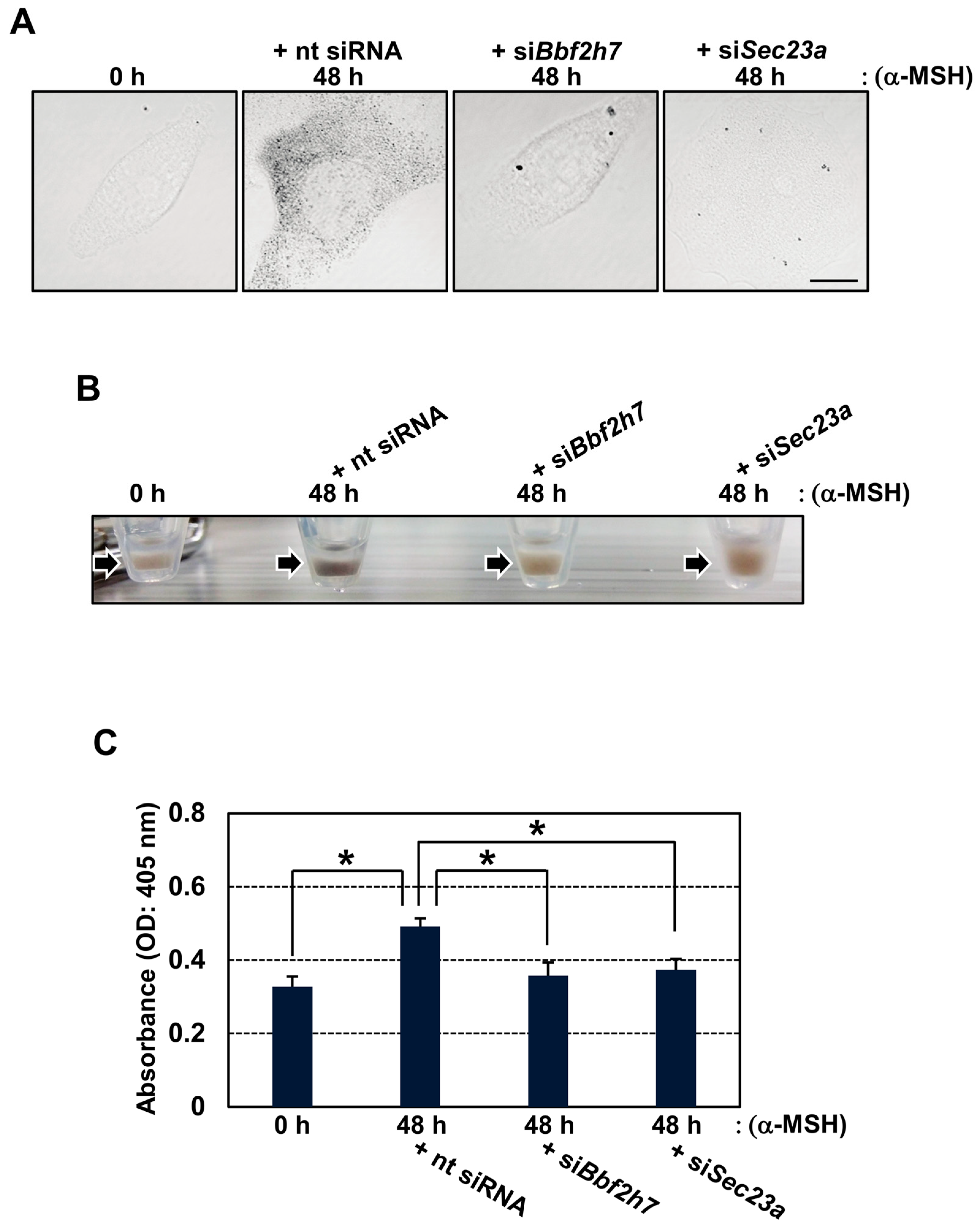 Ijms 27 00501 g003 Ijms 27 00501 g003