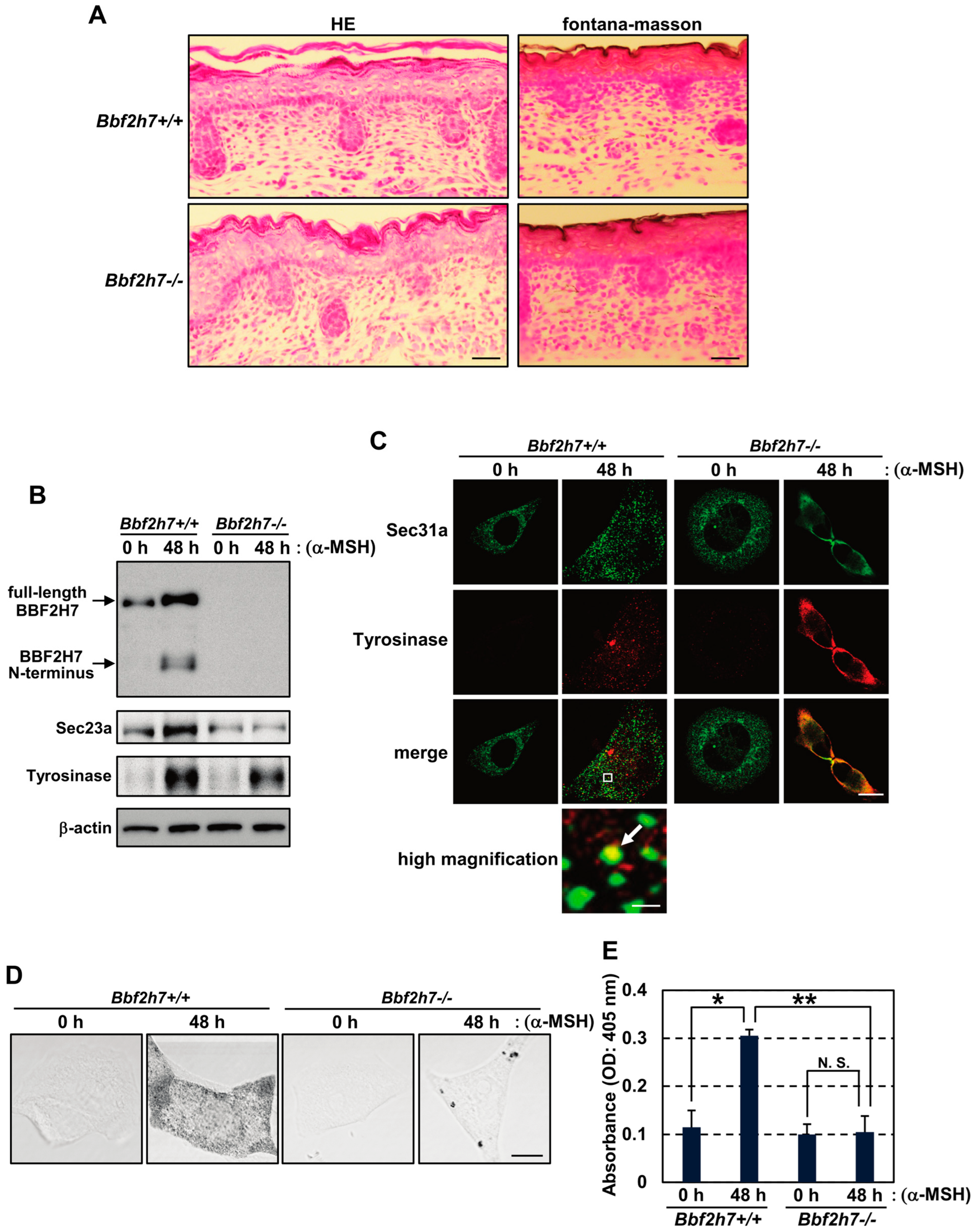 Ijms 27 00501 g004 Ijms 27 00501 g004