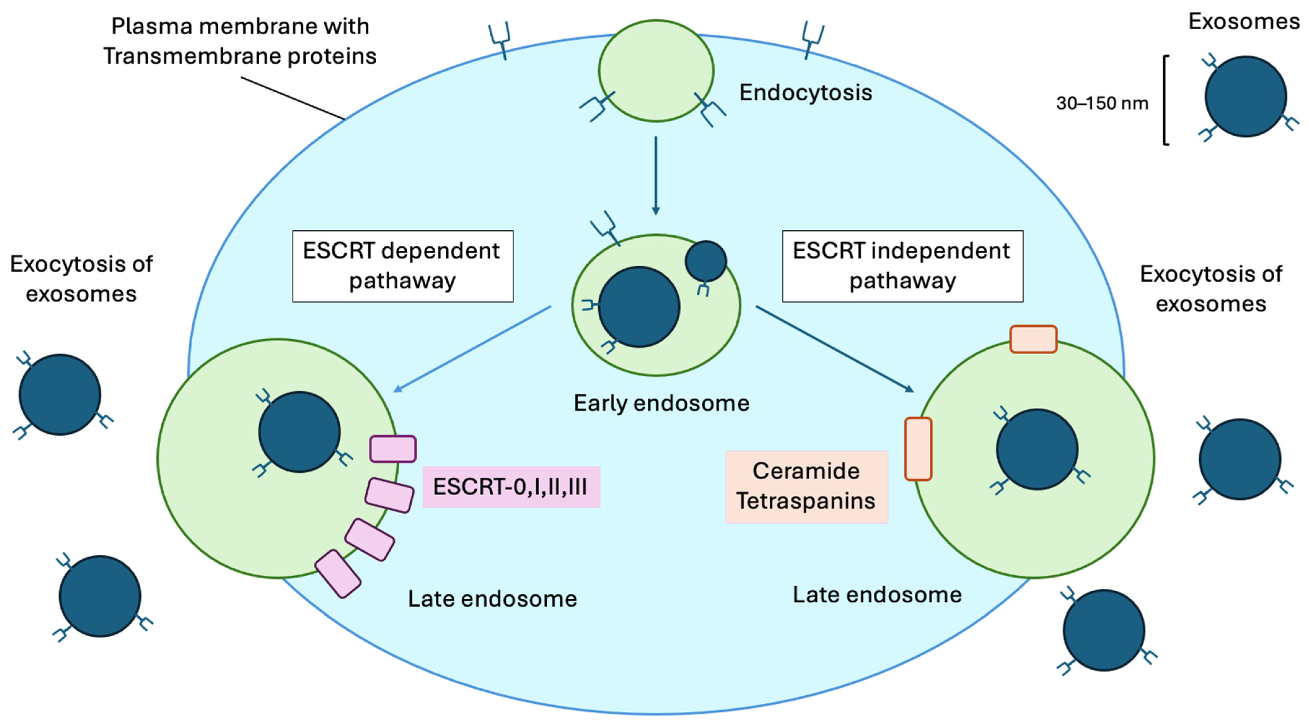 Ijms 27 00504 g002 Ijms 27 00504 g002