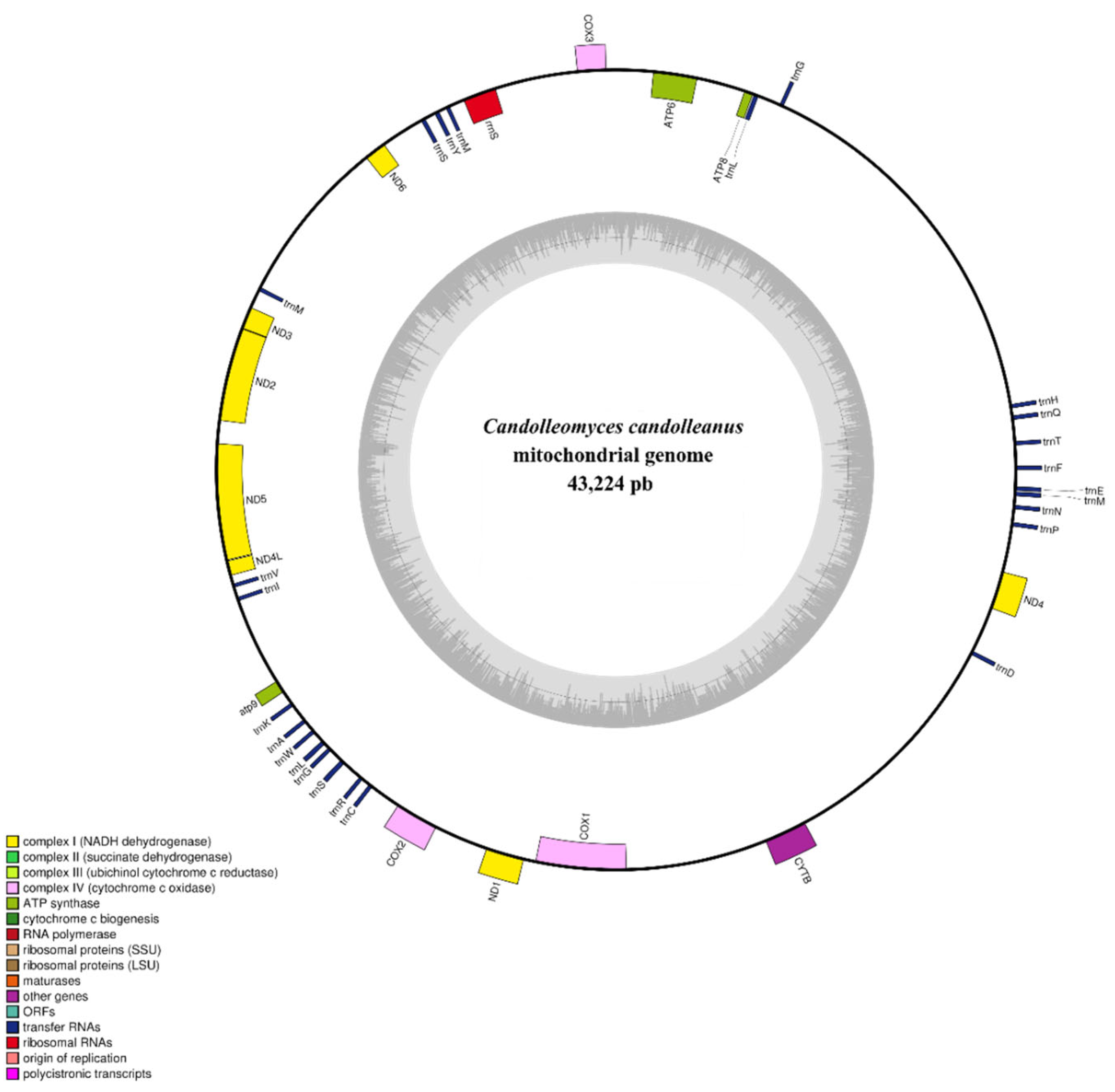 Hybrid Genome Assembly and Annotation of the Basidiomycete Fungus