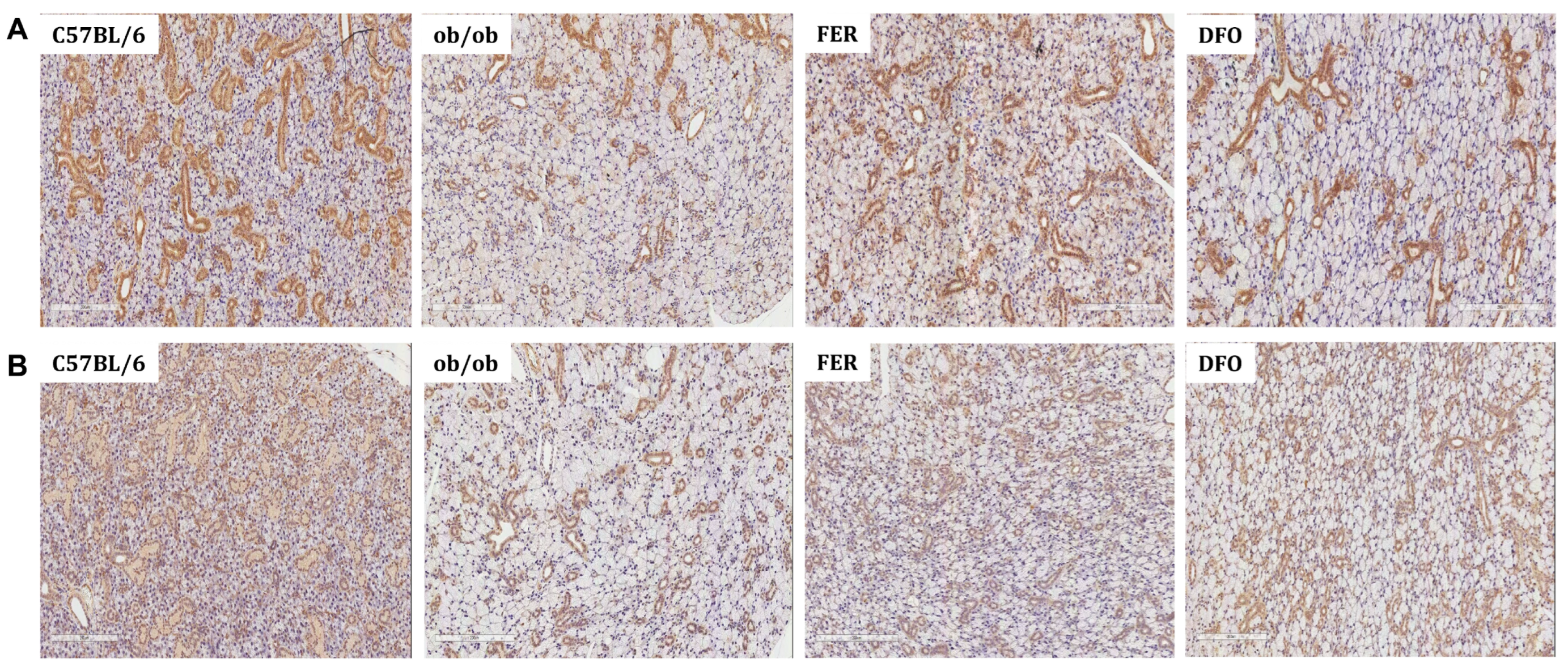 Ijms 27 00514 g005 Ijms 27 00514 g005