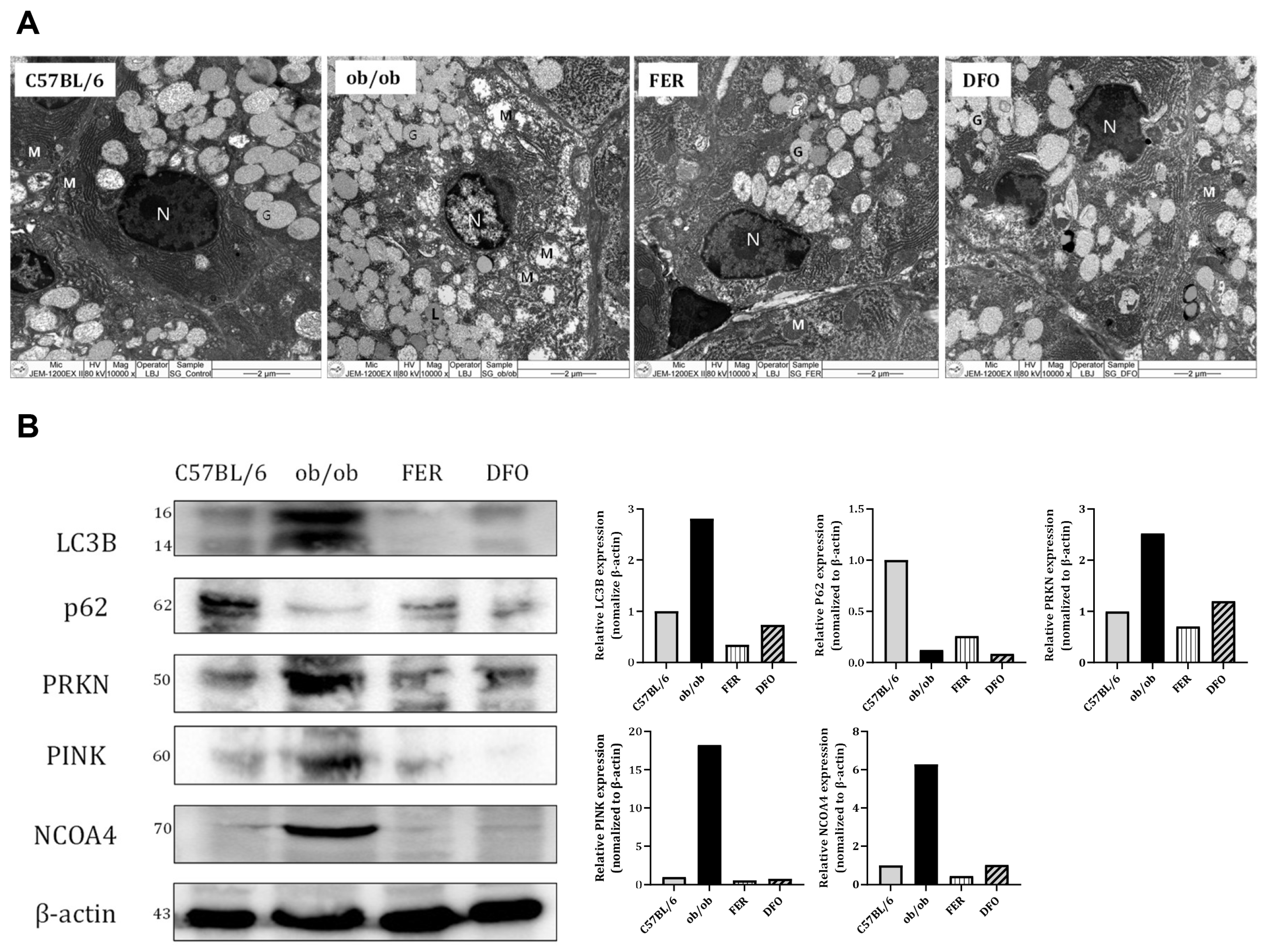 Ijms 27 00514 g006 Ijms 27 00514 g006
