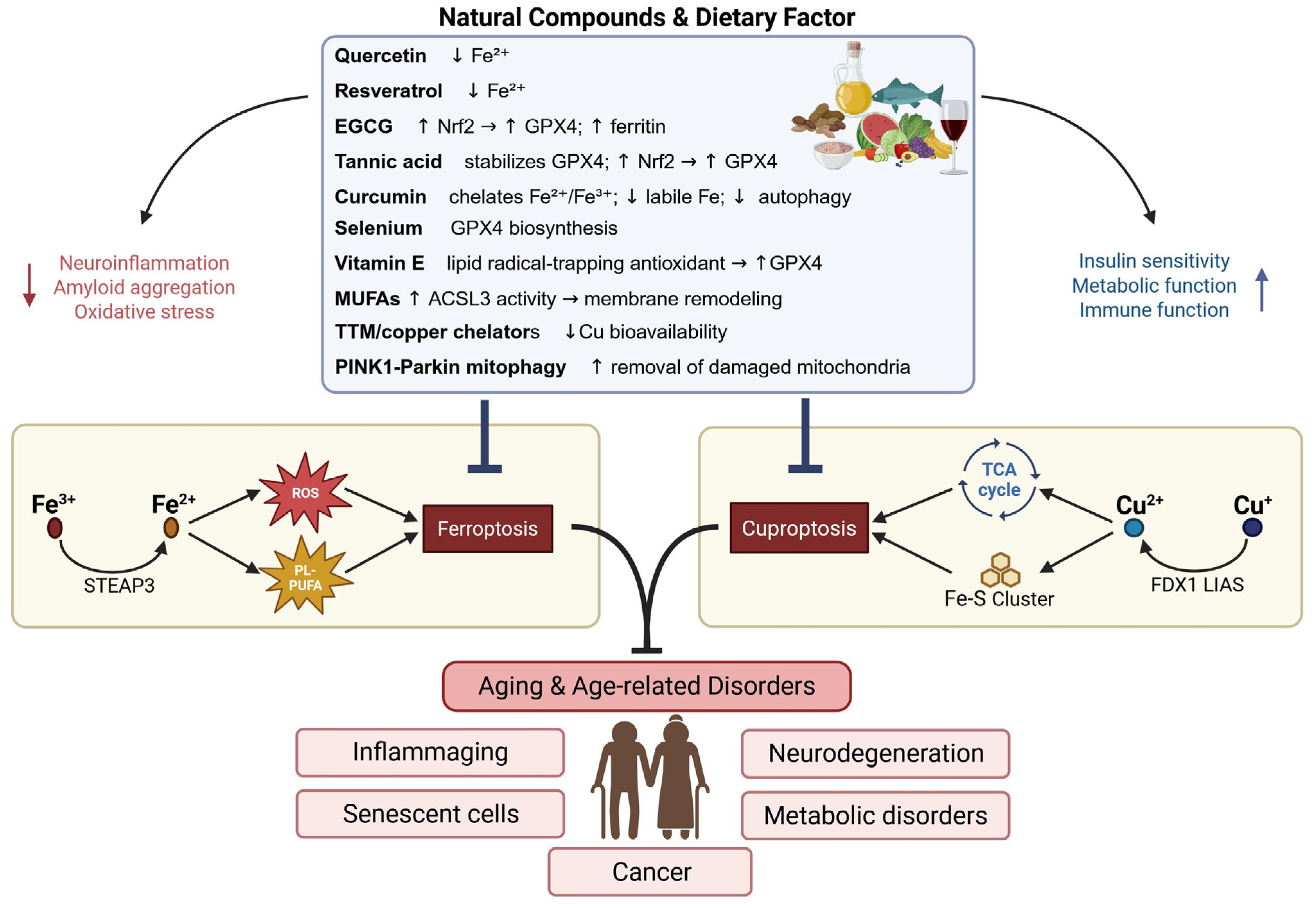 Ijms 27 00522 g002 Ijms 27 00522 g002