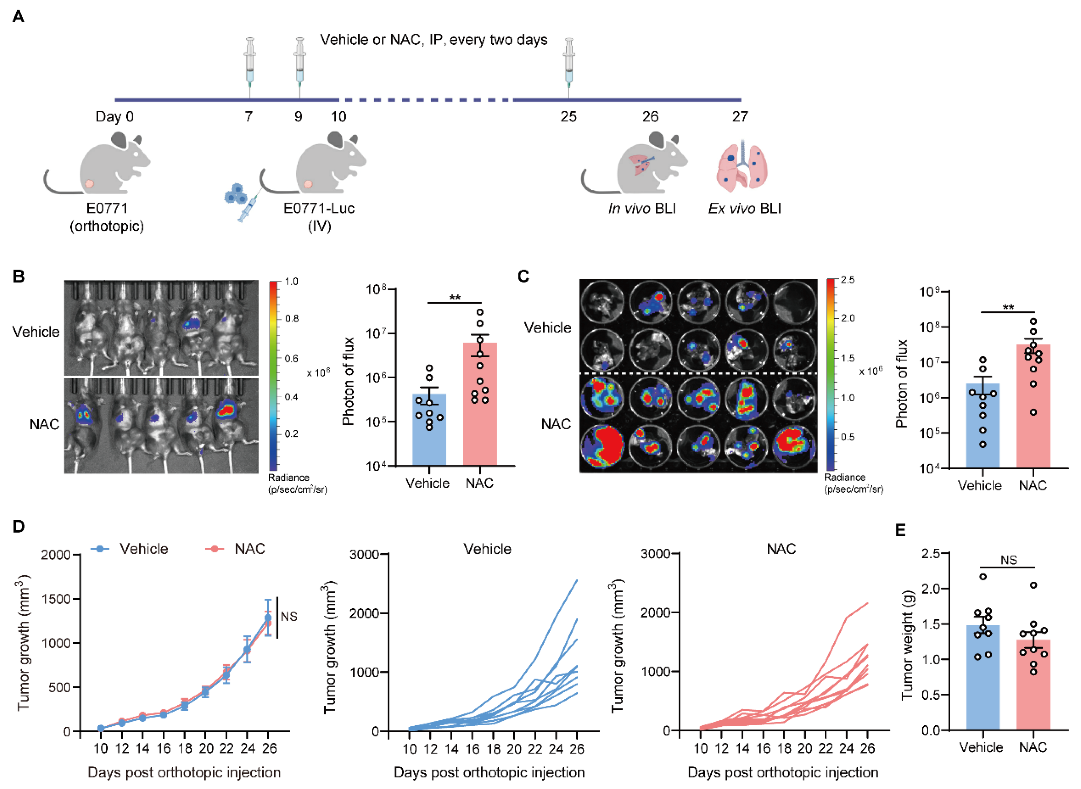 Ijms 27 00526 g001 Ijms 27 00526 g001