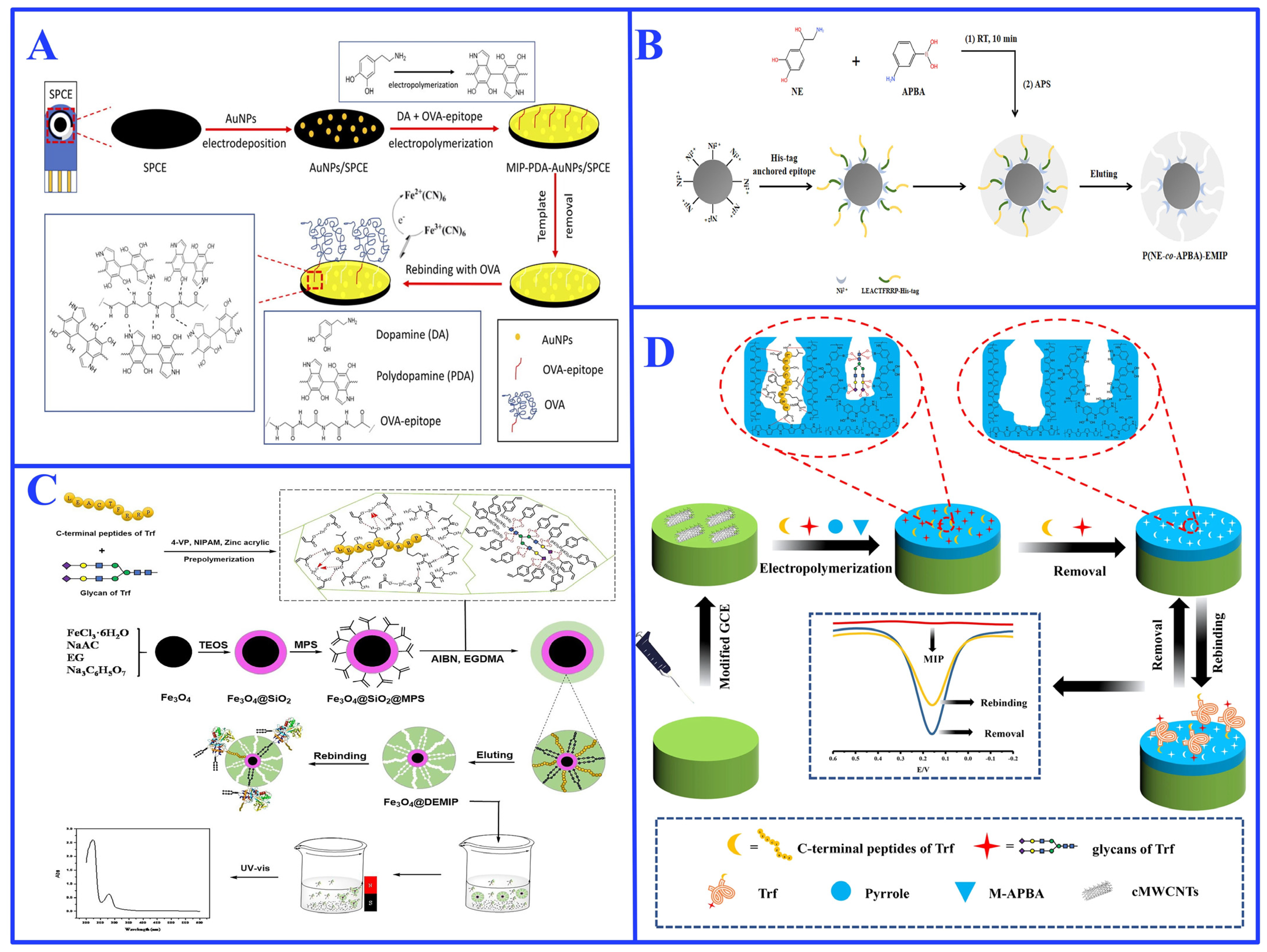 Ijms 27 00528 g007 Ijms 27 00528 g007