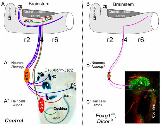 その他 non EBC Kawasaki ZZR1200 02-05 Pro-Lite Contour XC Front Brake Rotors