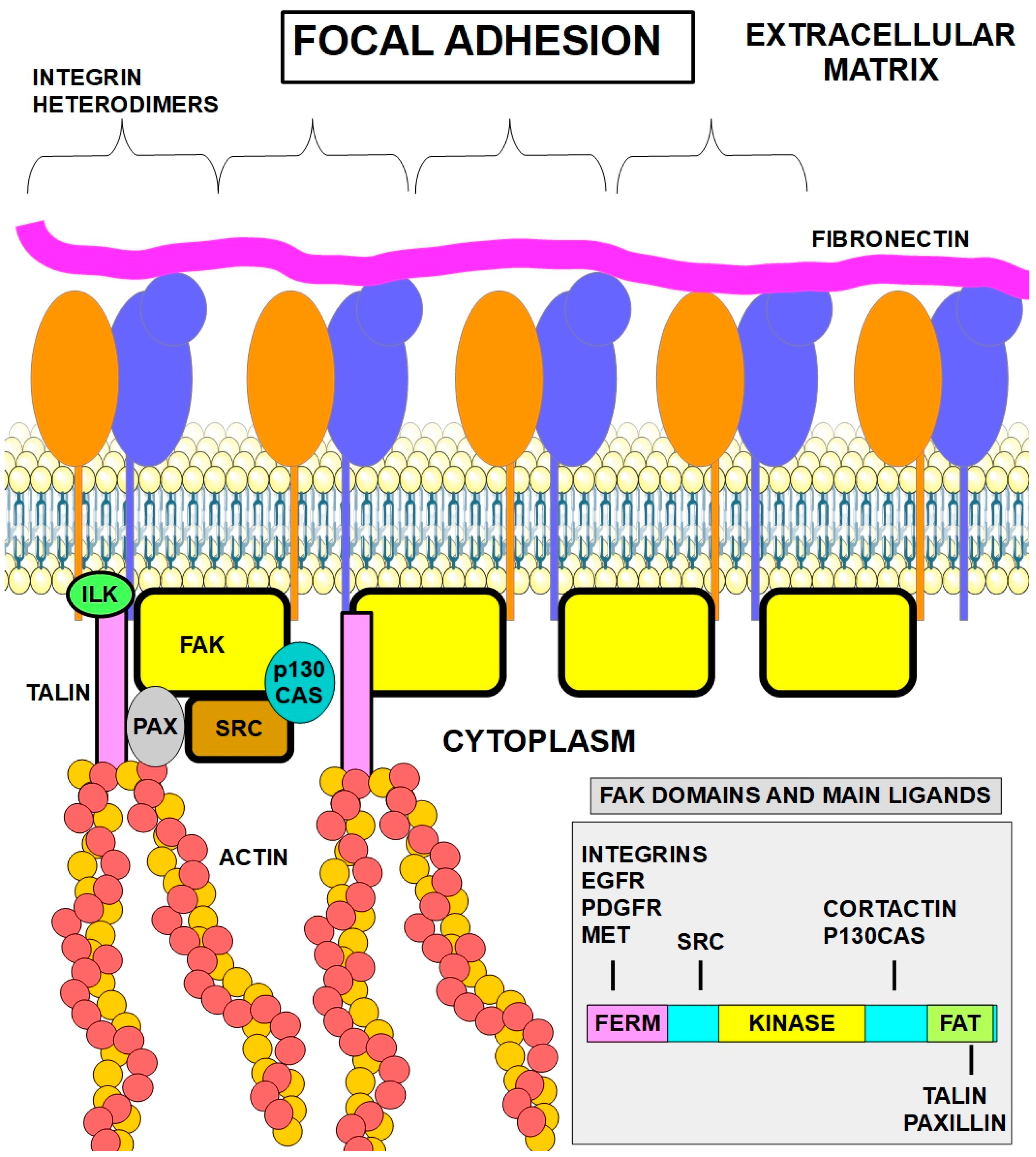 Anoikis: To Die or Not to Die?