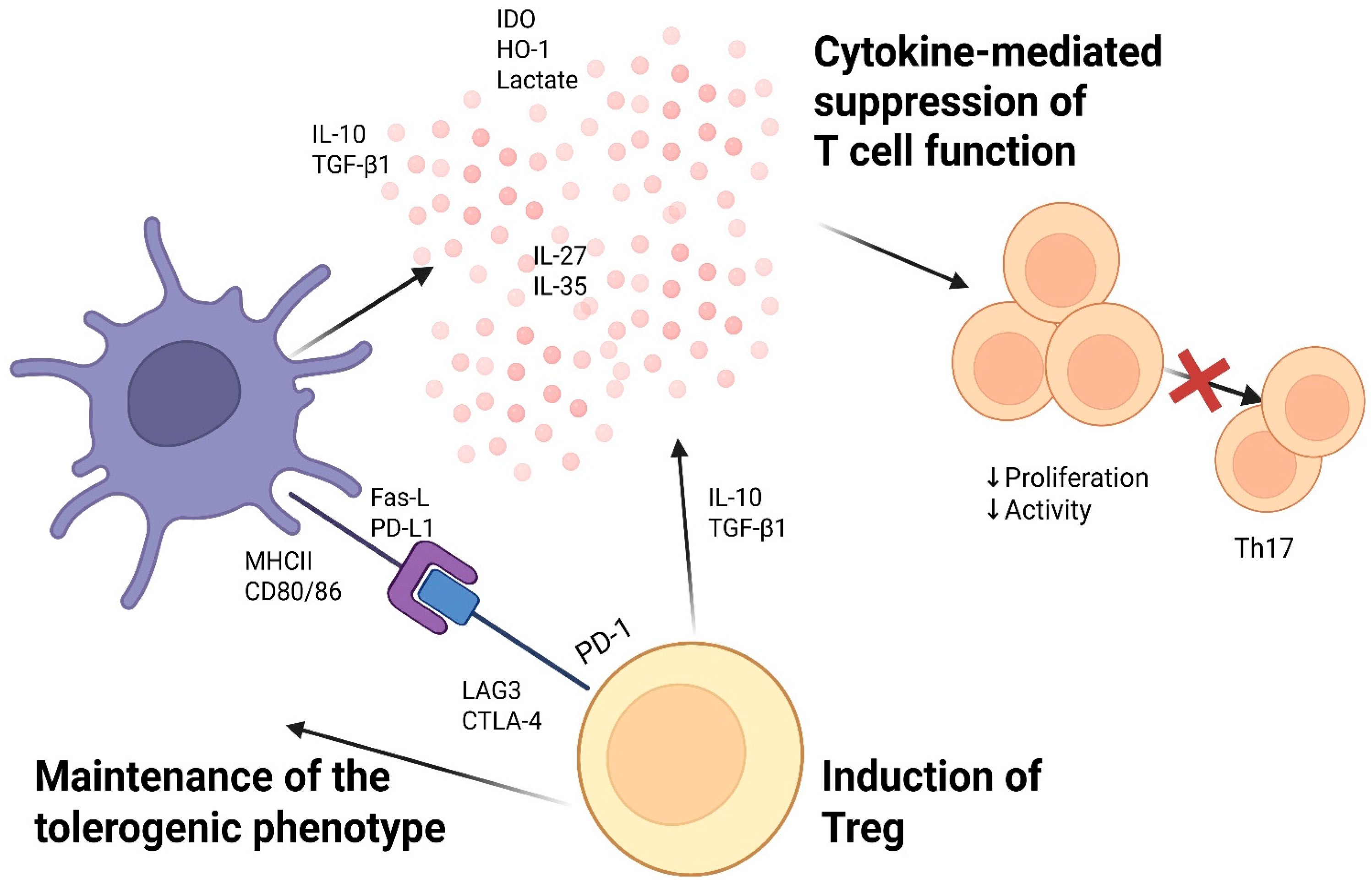 Cellular Immunotherapies for Multiple Sclerosis: Mechanistic
