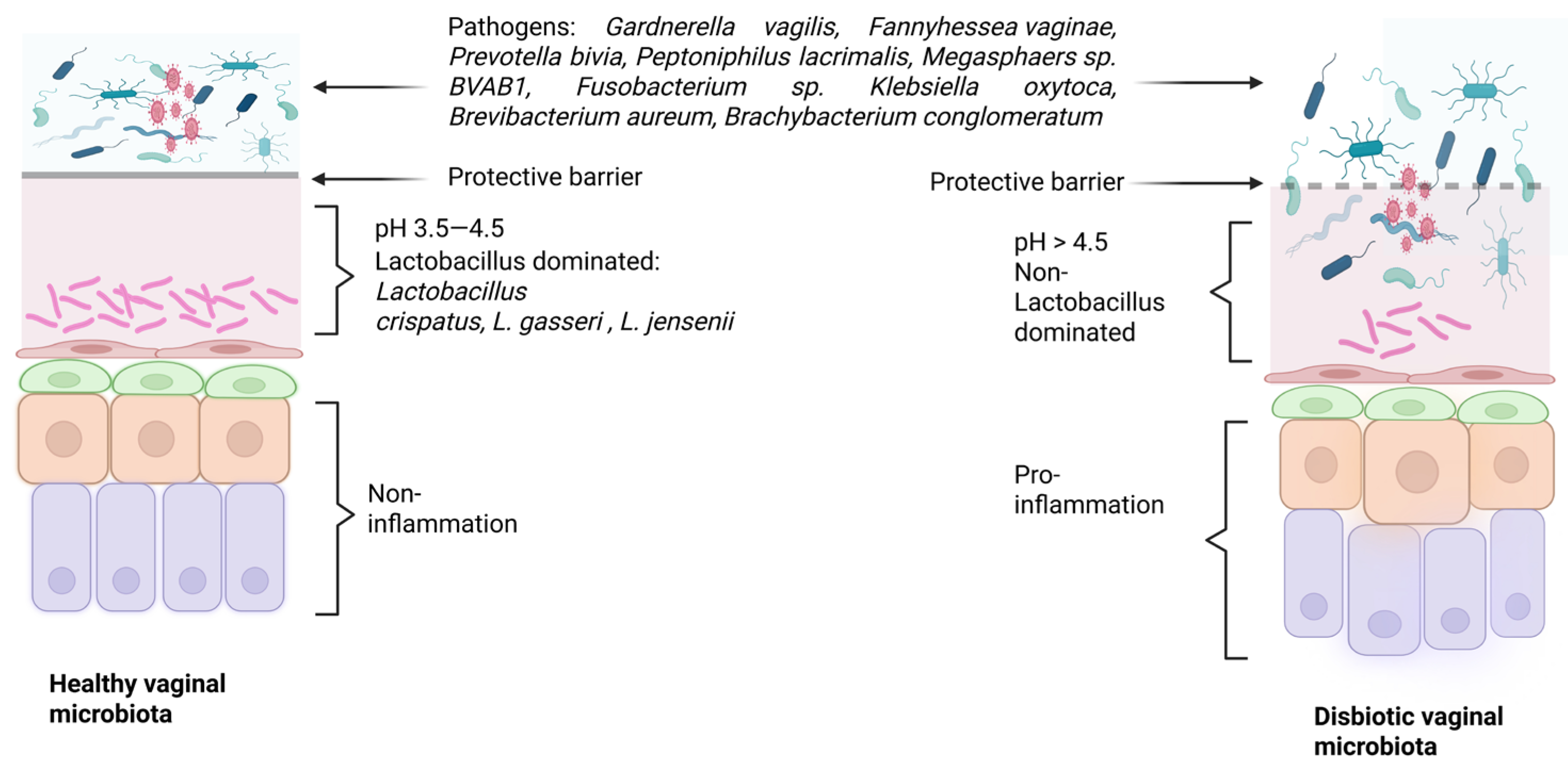 The Vaginal Microbiome And Host Health Implications For Cervical 