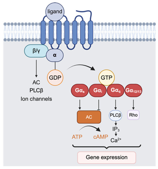 ghk-cu mechanism of action receptor gpcr The for ligand activation the GPCRG protein complex Screen Quest HEK-CNGC-Glucagon-like Receptor 1