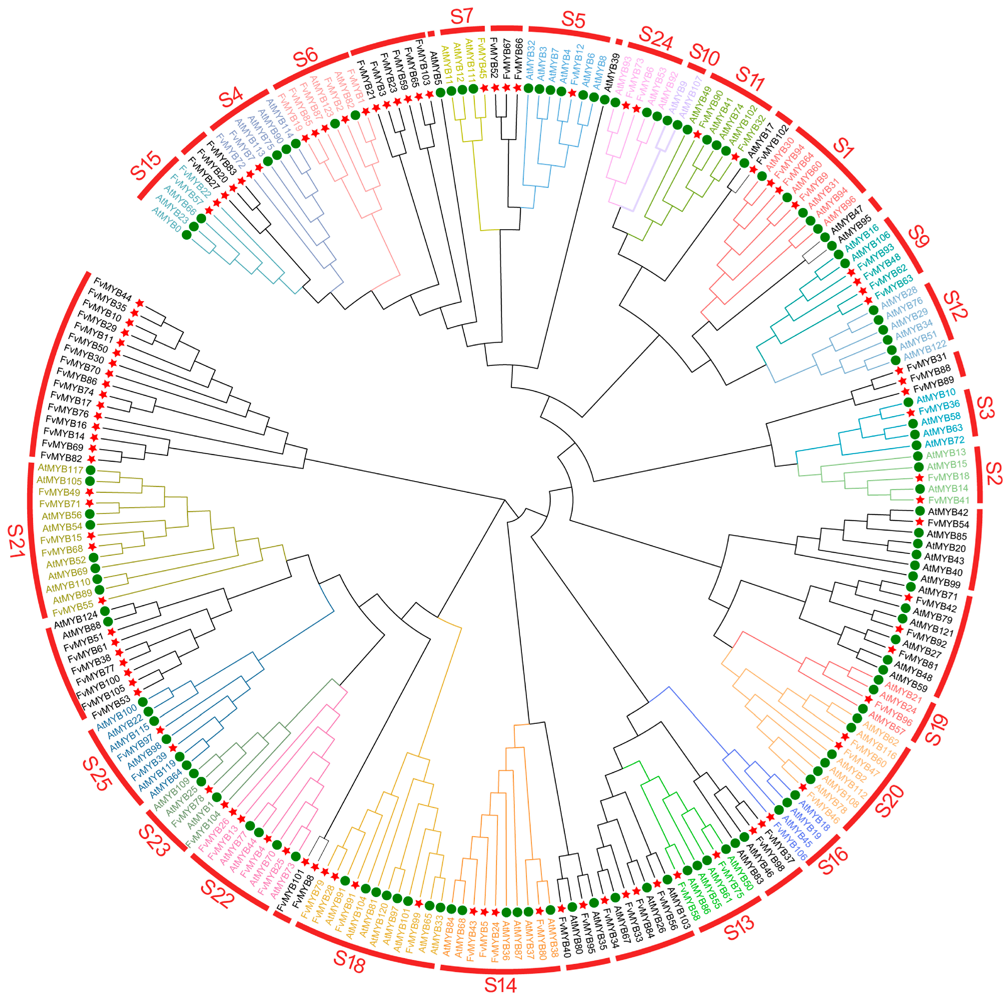 Genome-Wide Identification of R2R3-MYB Gene Family in Strawberry ...