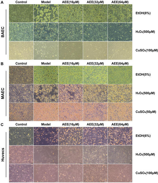 Multicellular Model Reveals the Mechanism of AEE Alleviating