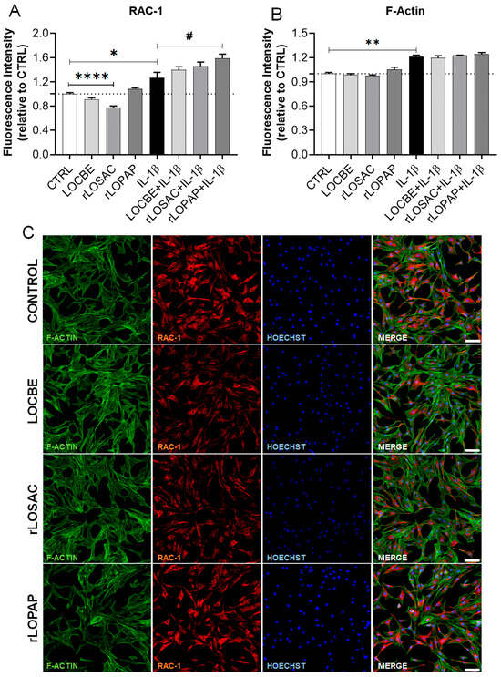 Venom-Derived Proteins from Lonomia obliqua Modulate Cytoskeletal