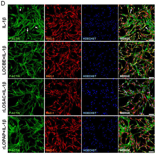 Venom-Derived Proteins from Lonomia obliqua Modulate Cytoskeletal