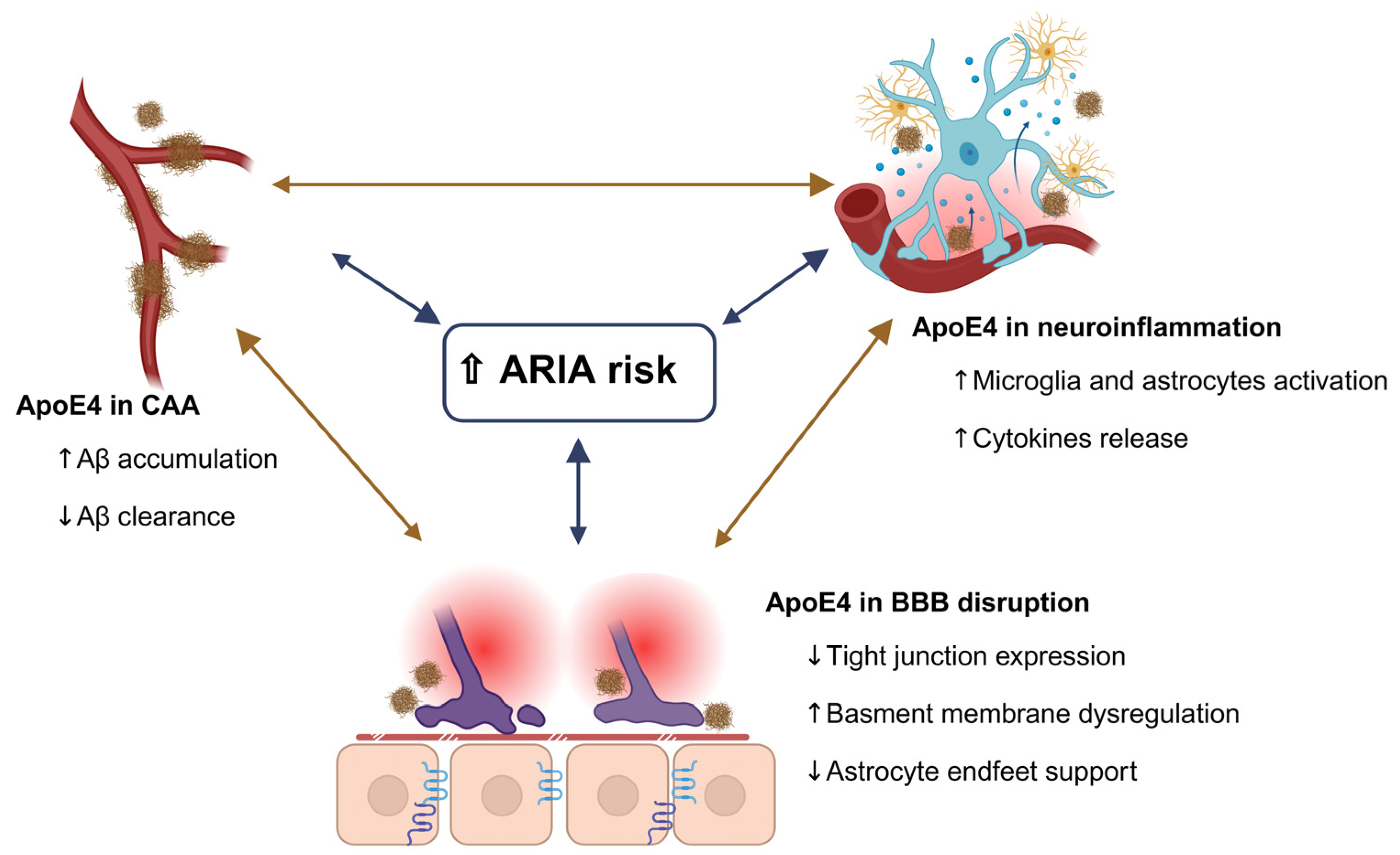 Apolipoprotein E4 in Alzheimer's Disease: Role in Pathology, Lipid Metabolism, and Drug Treatment