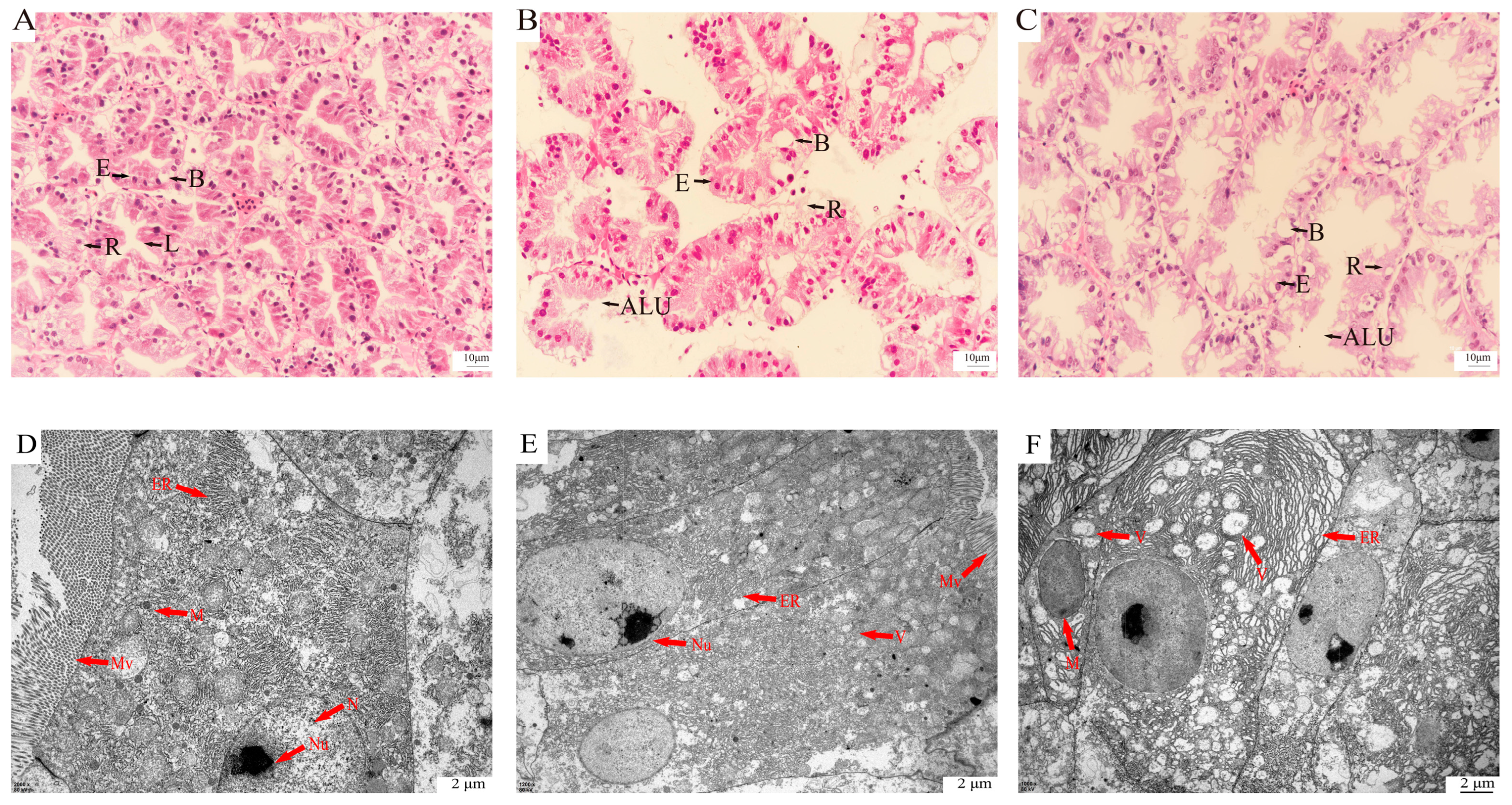 Ijms 27 01056 g001 Ijms 27 01056 g001