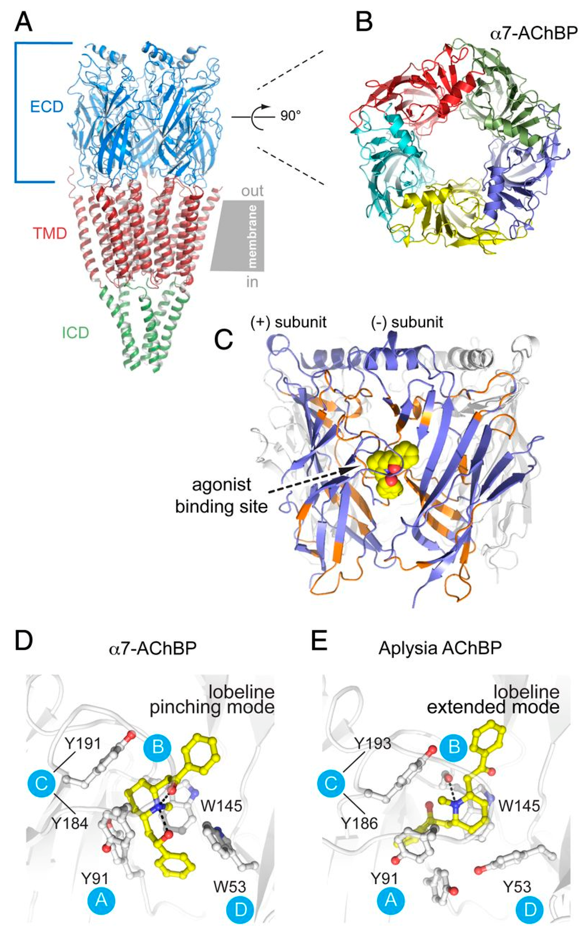 Ijms 27 01091 g003 Ijms 27 01091 g003