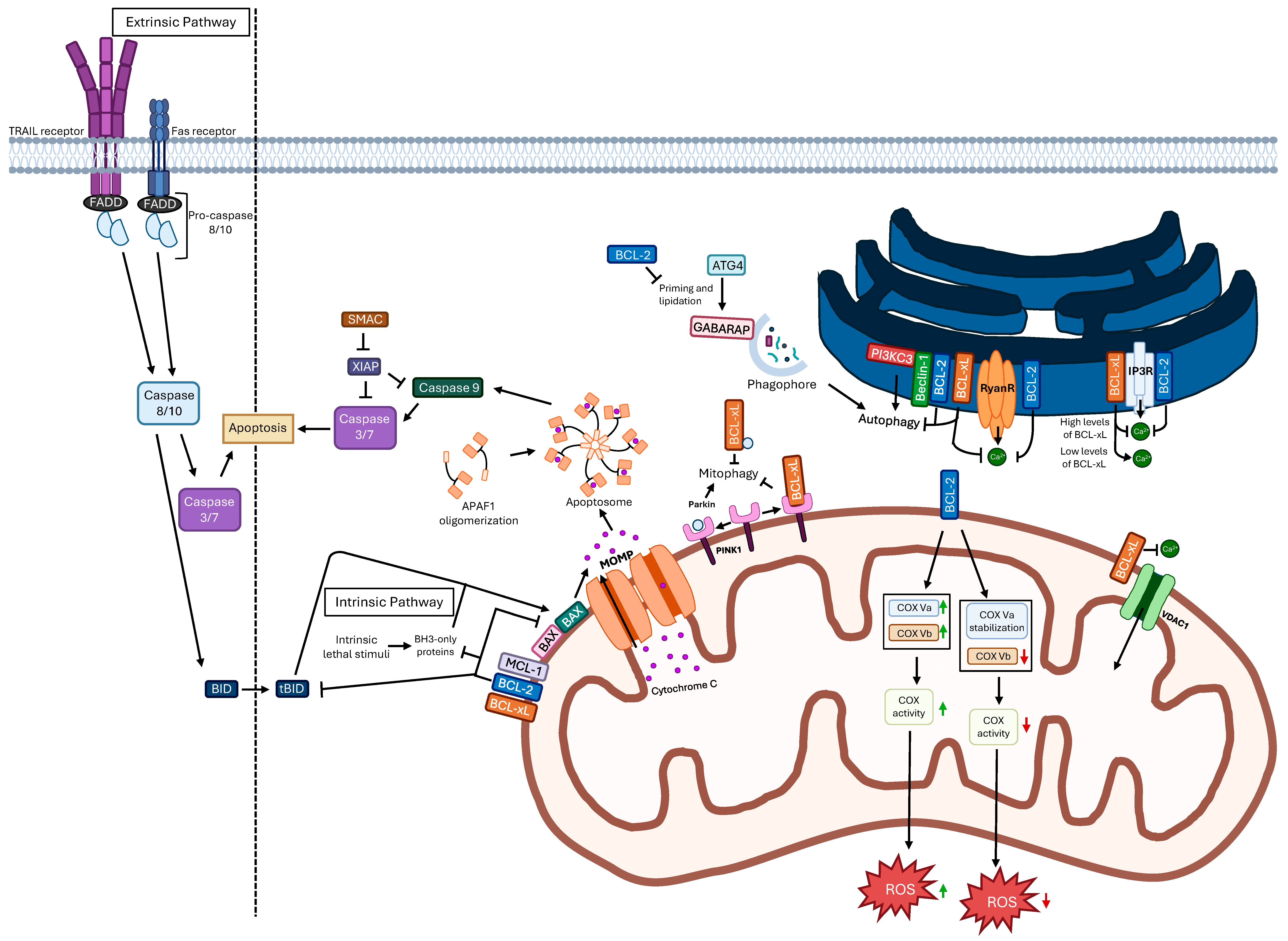 BCL-2 and BCL-xL in Cancer: Regulation, Function, and Therapeutic