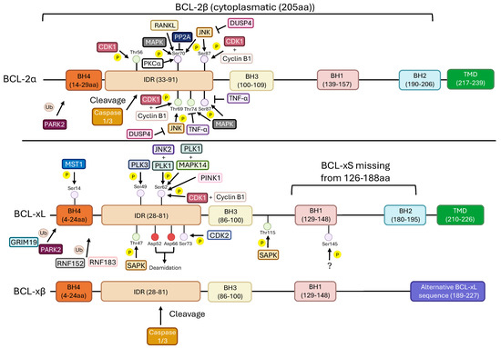 BCL-2 and BCL-xL in Cancer: Regulation, Function, and Therapeutic