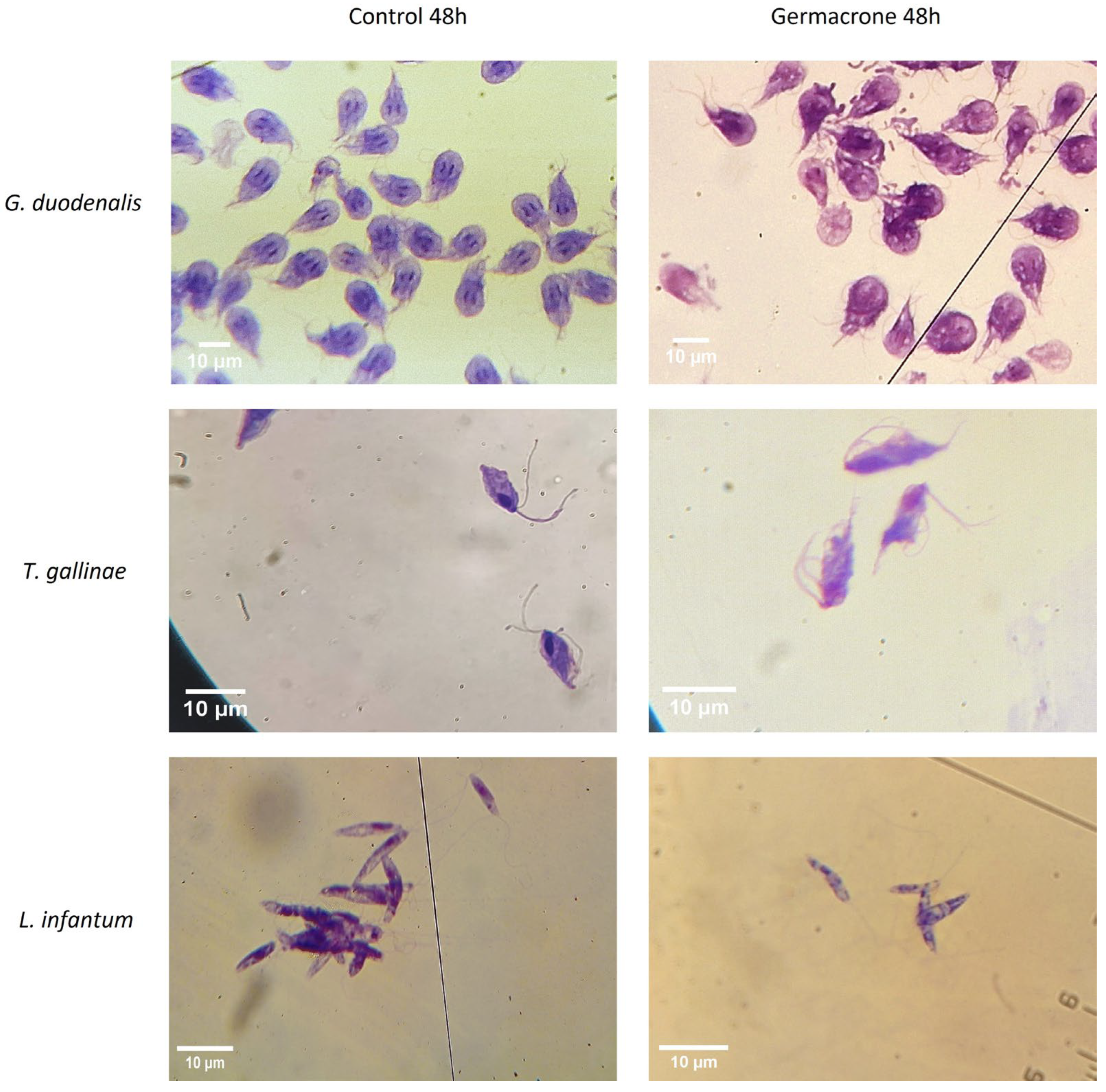 Ijms 27 01125 g003 Ijms 27 01125 g003