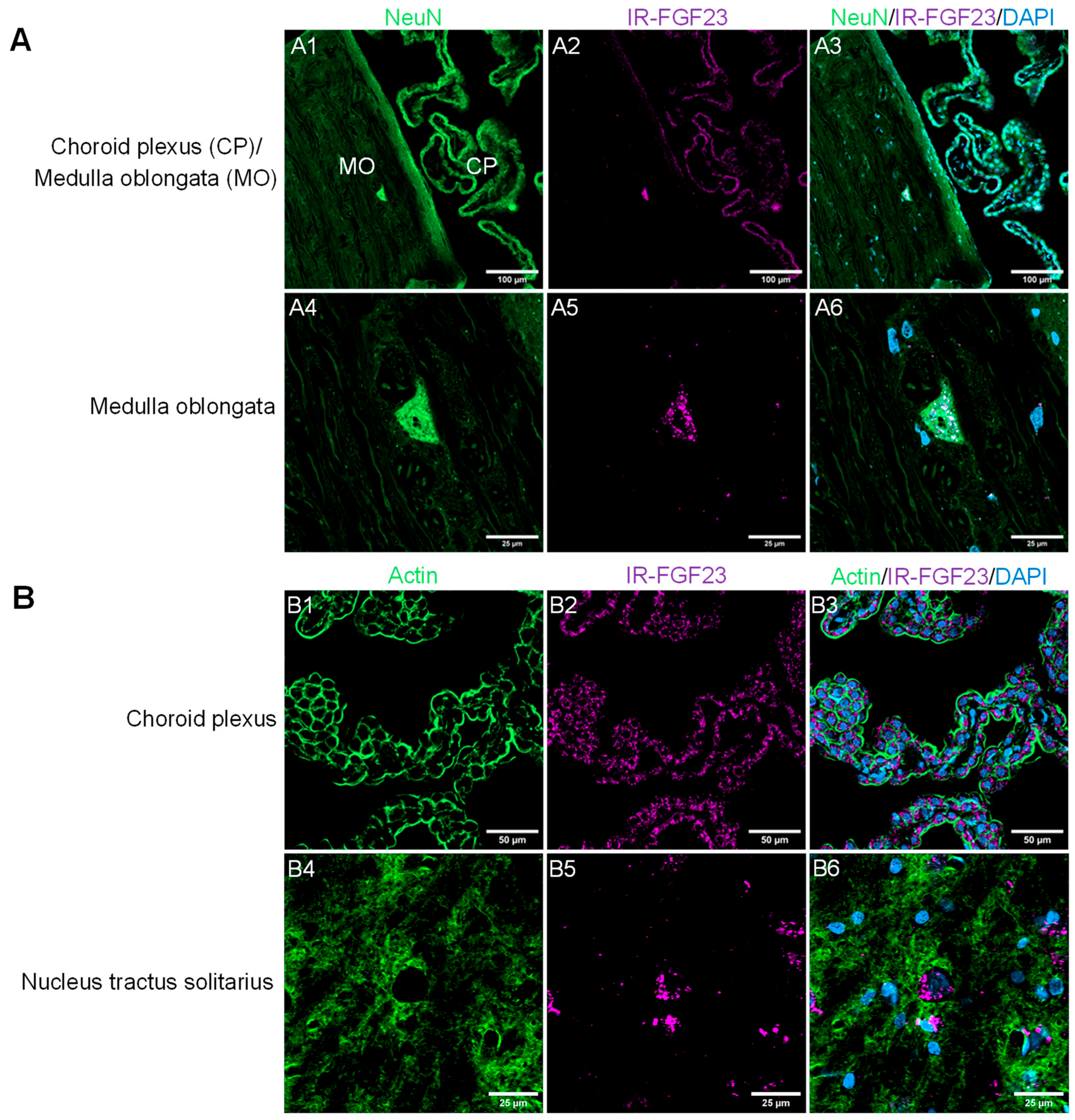 Ijms 27 01138 g001 Ijms 27 01138 g001