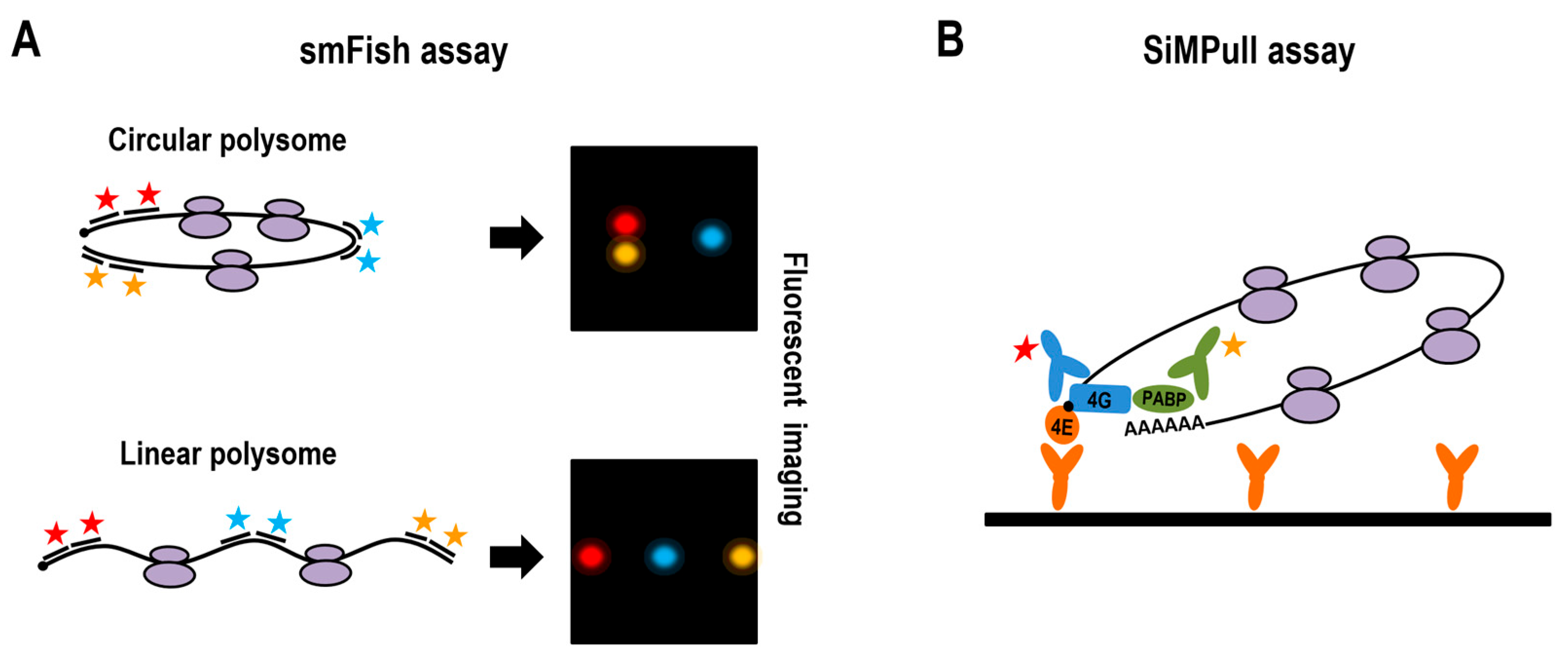 Ijms 27 01251 g002 Ijms 27 01251 g002