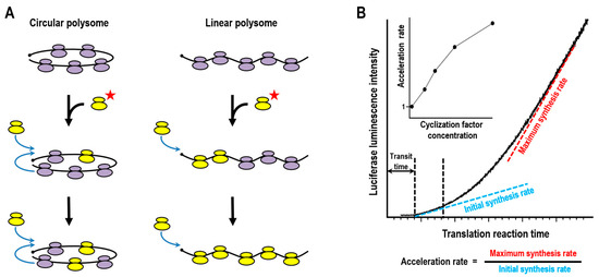 Circularization and Ribosome Recycling: From Polysome Topology to  Translational Control