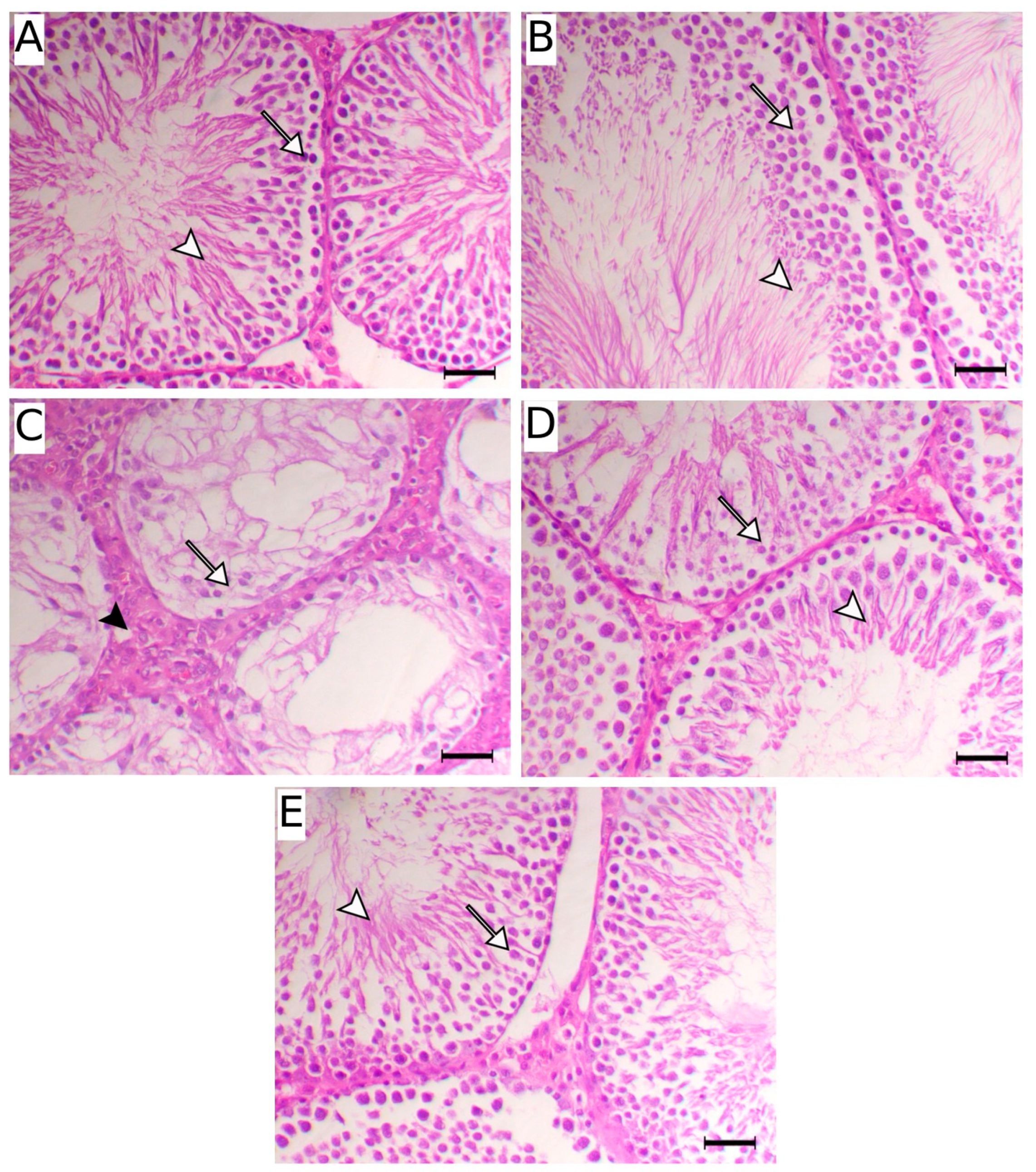 Ijms 27 01268 g003 Ijms 27 01268 g003